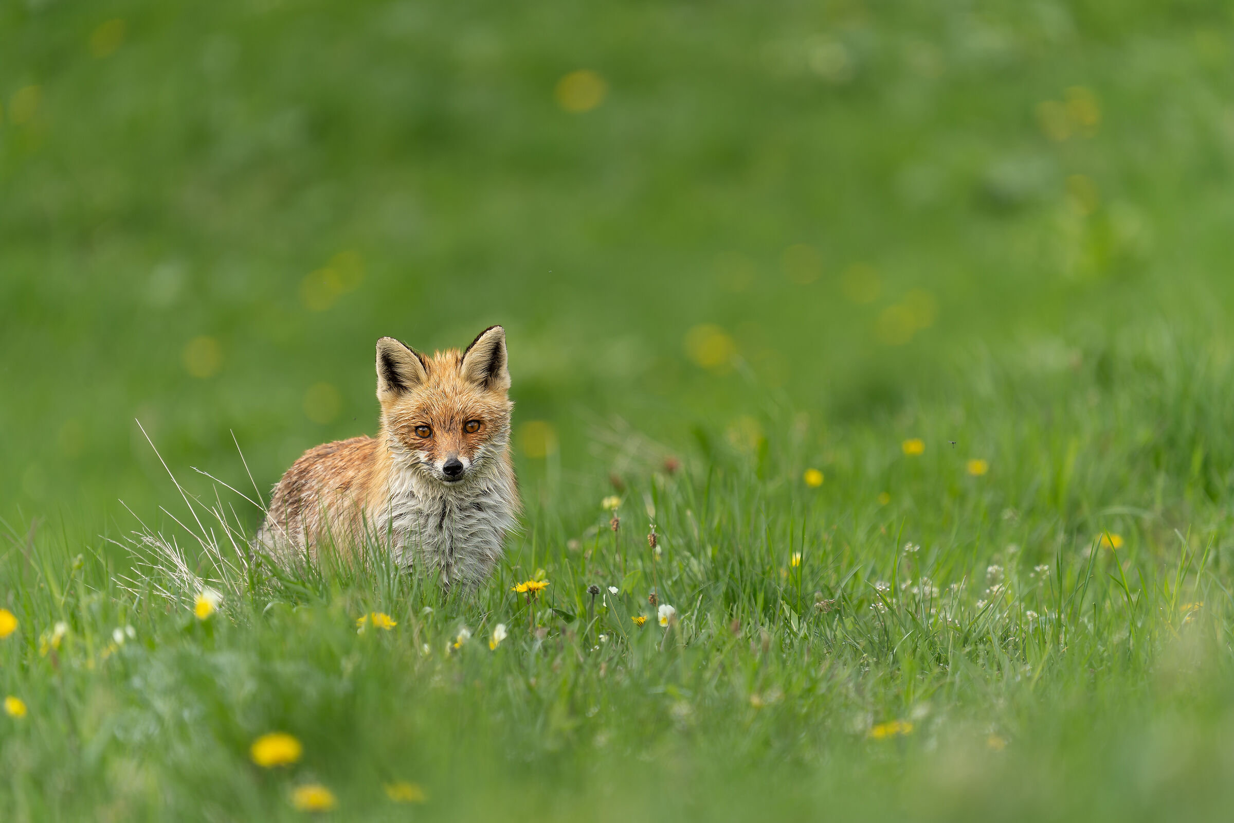 Curious Fox