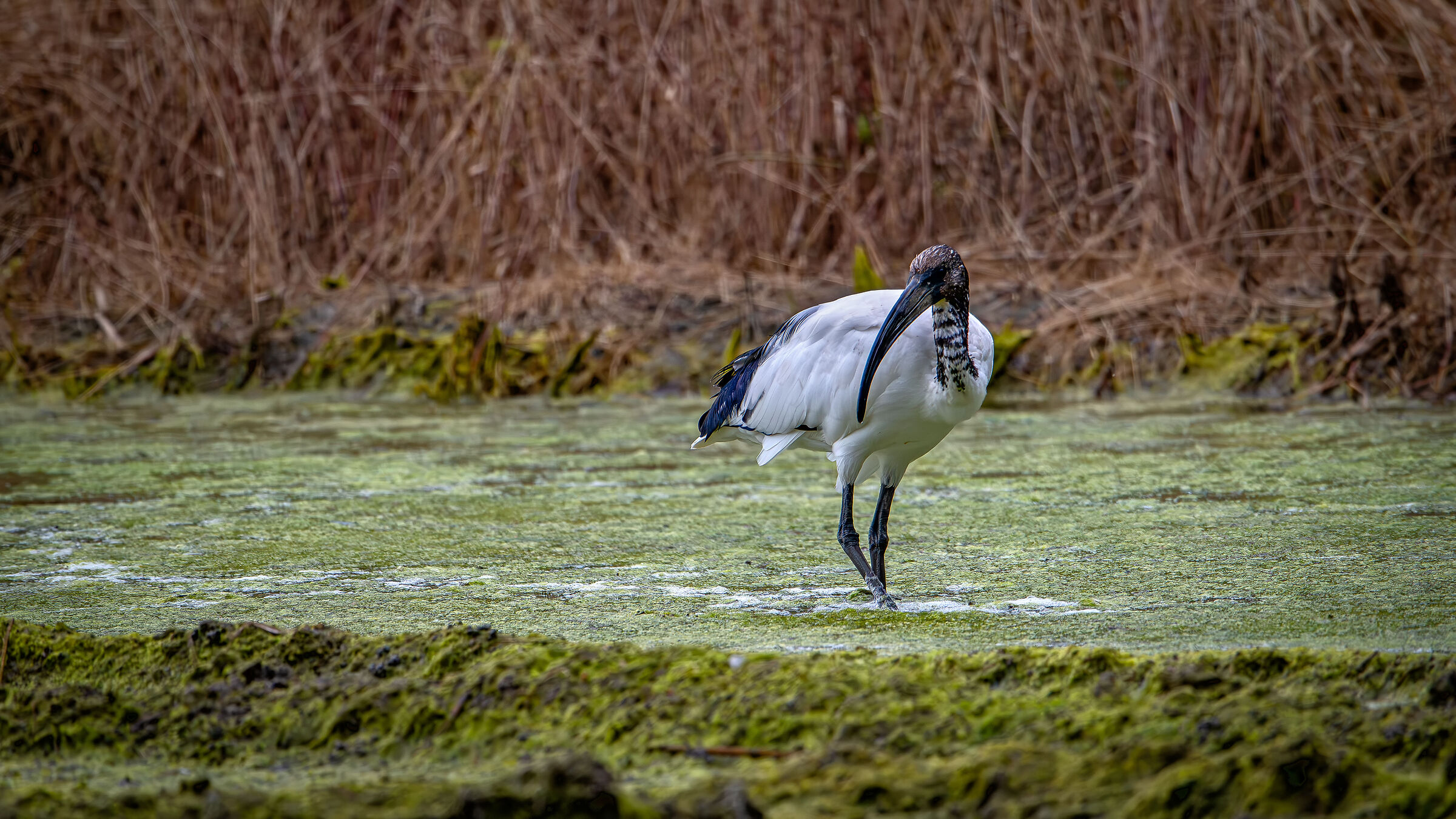 Sacred Ibis May 2024 Lombardy