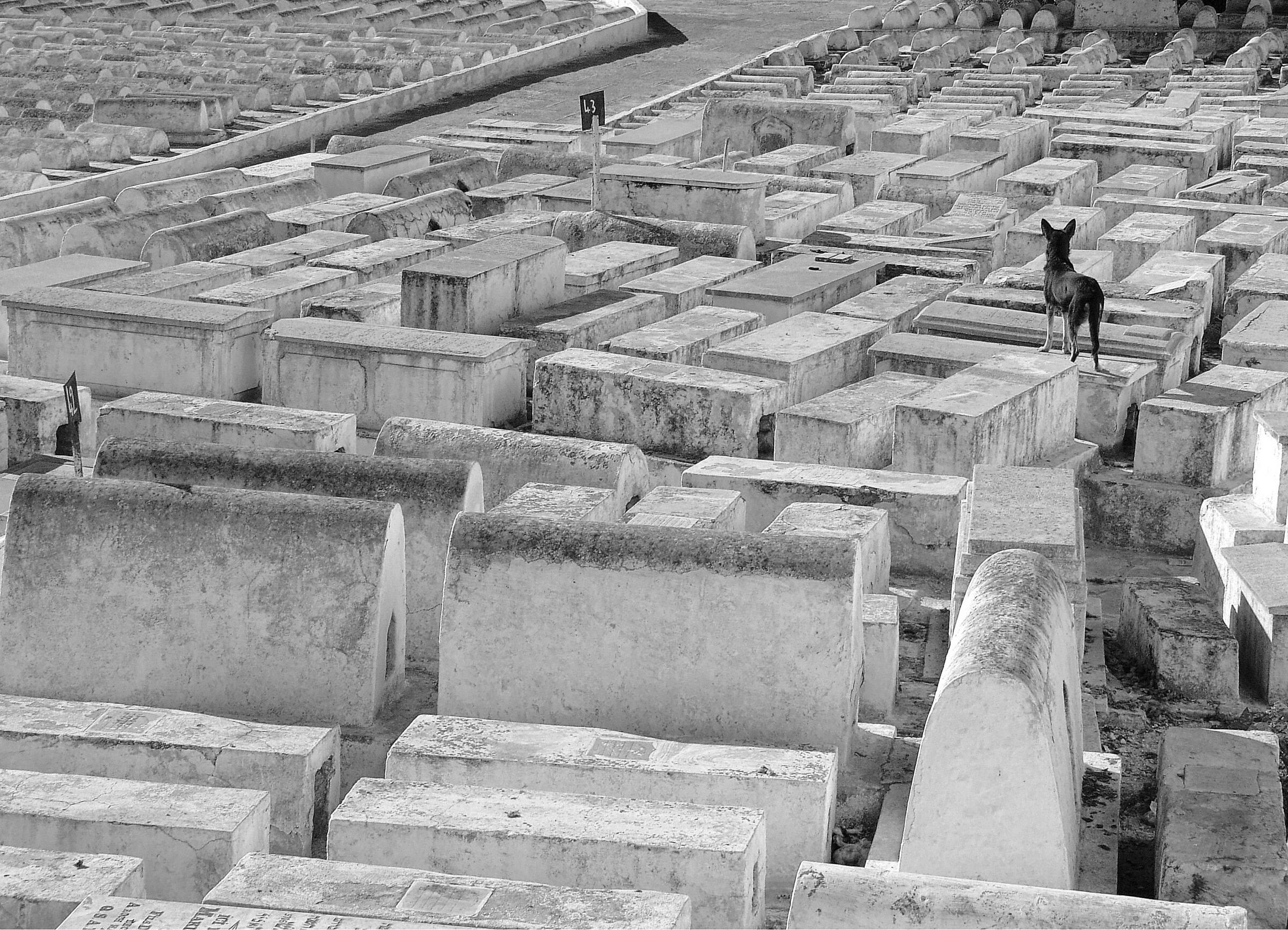 At the cemetery of Fes