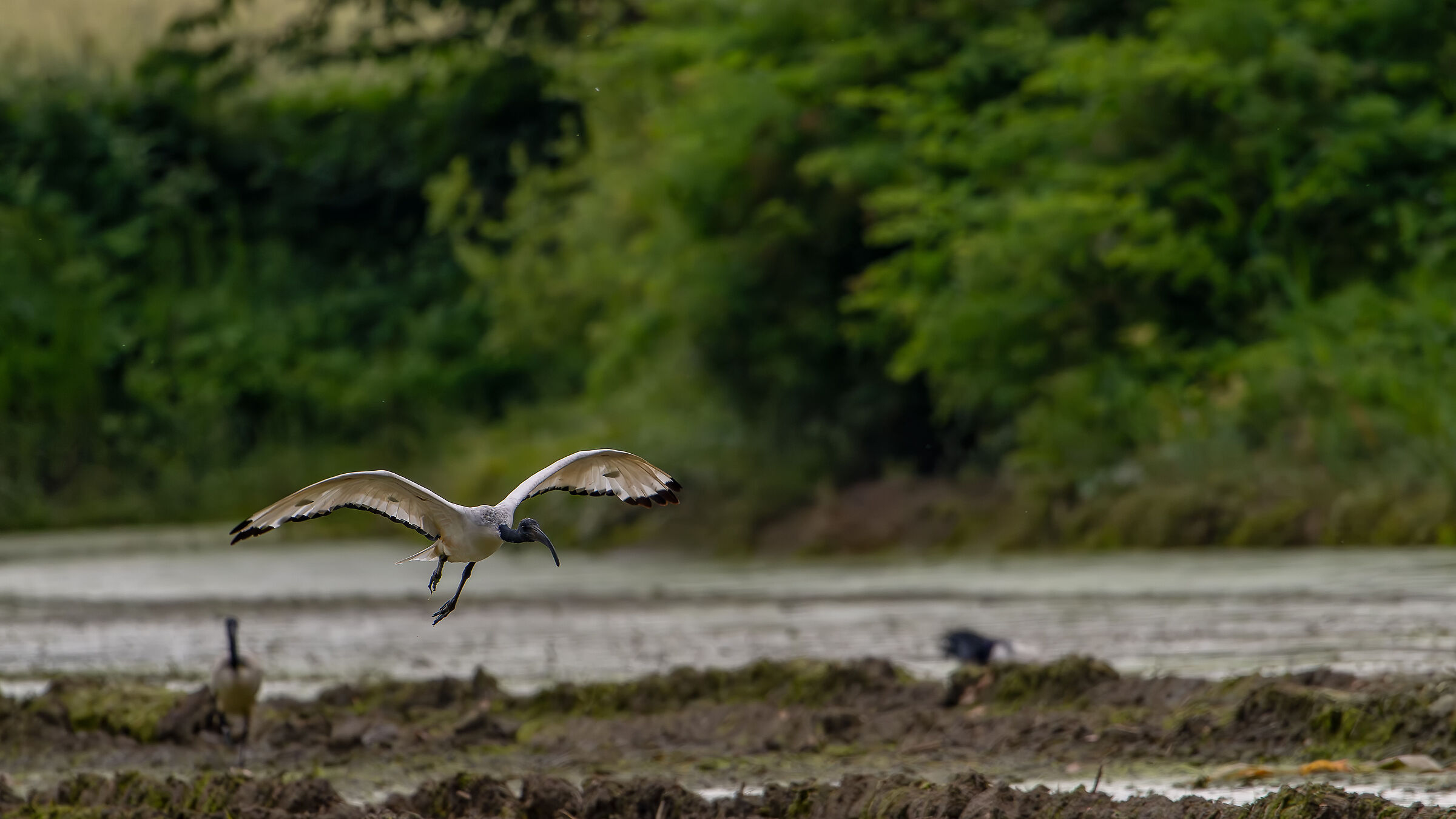 Sacred Ibis May 2024 Lombardy