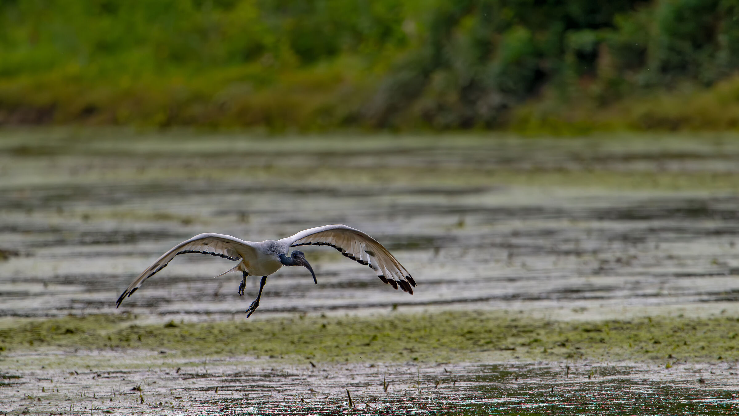 Sacred Ibis