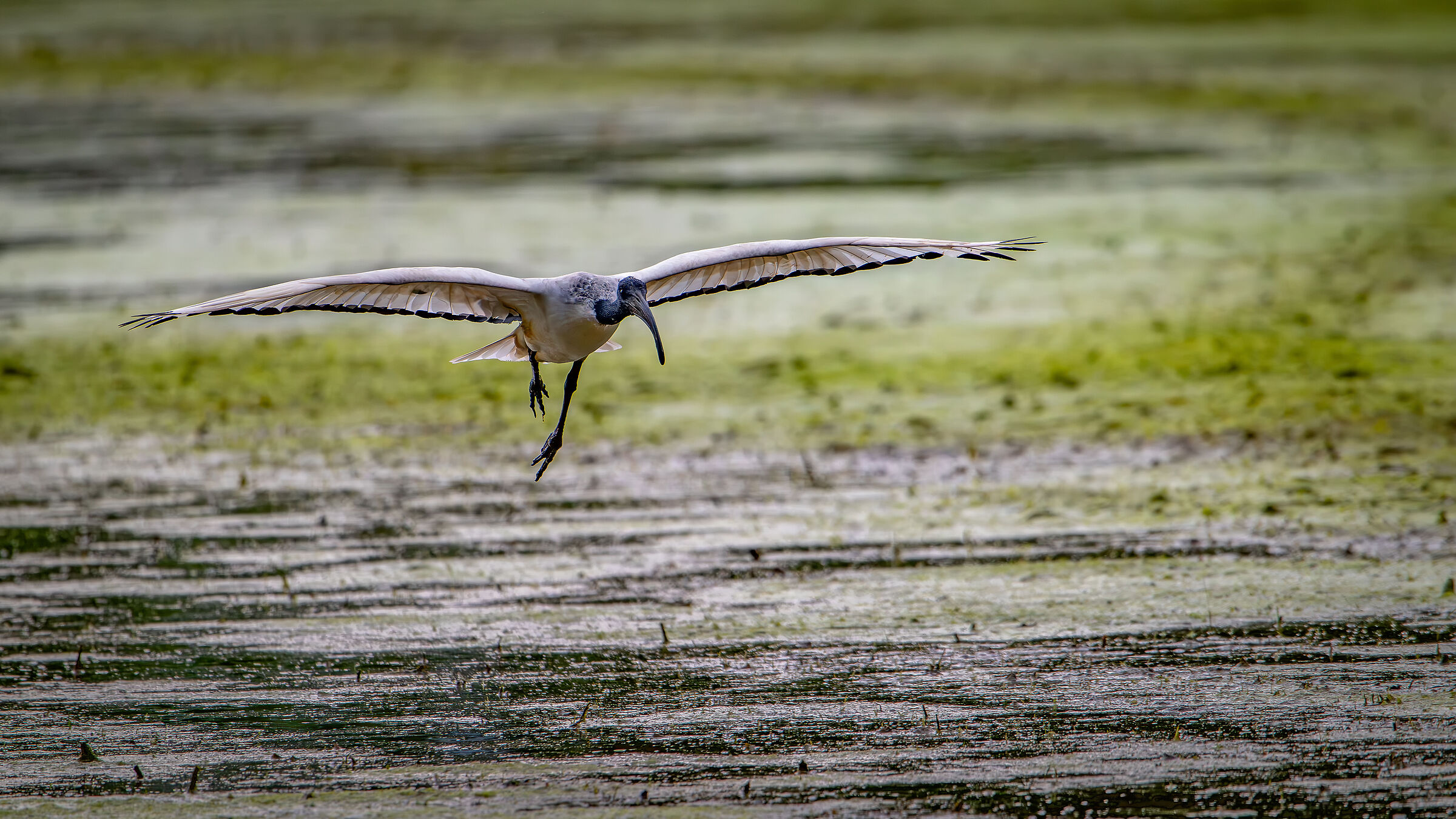 Sacred Ibis May 2024 Lombardy