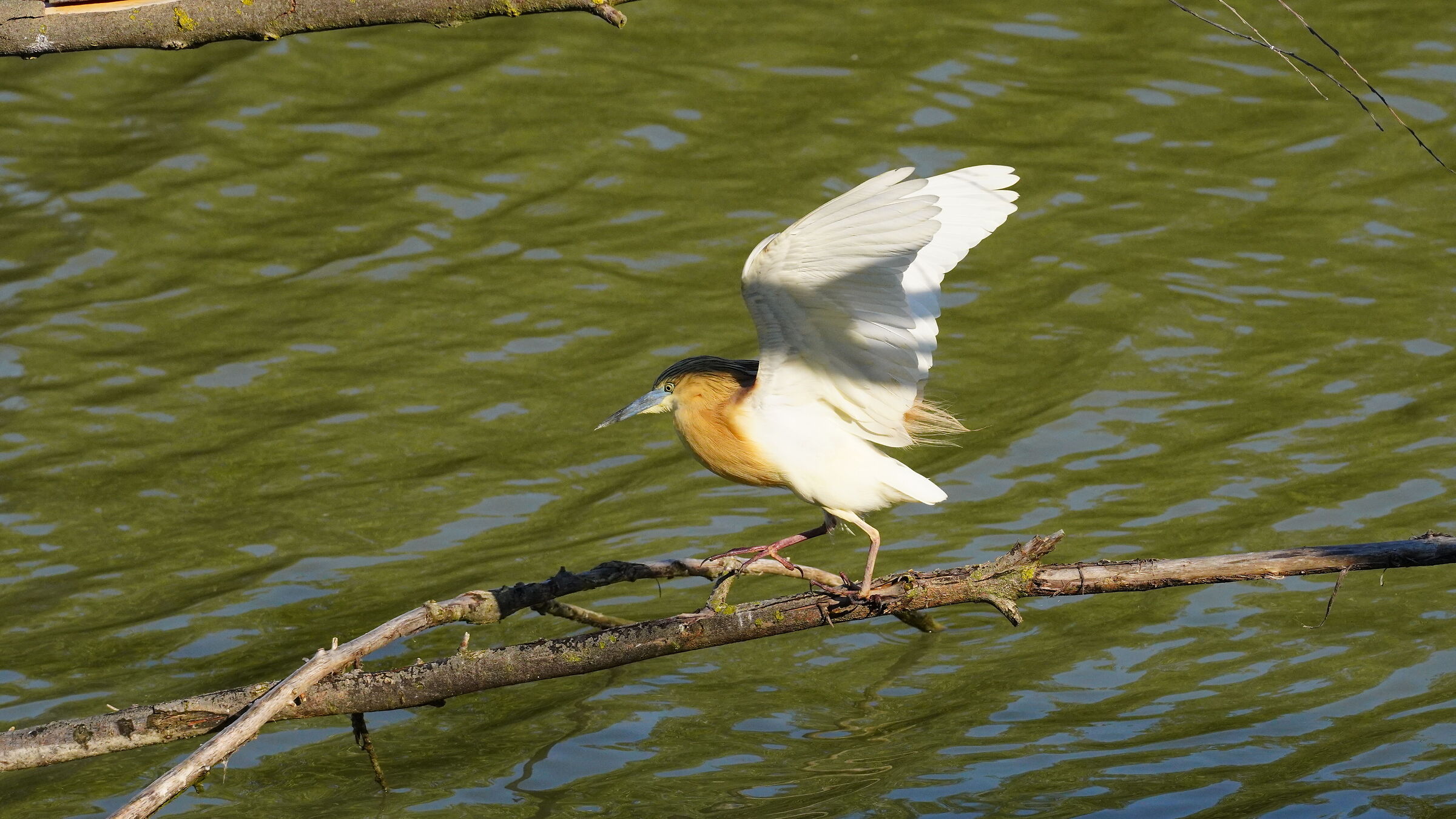 Squacco heron