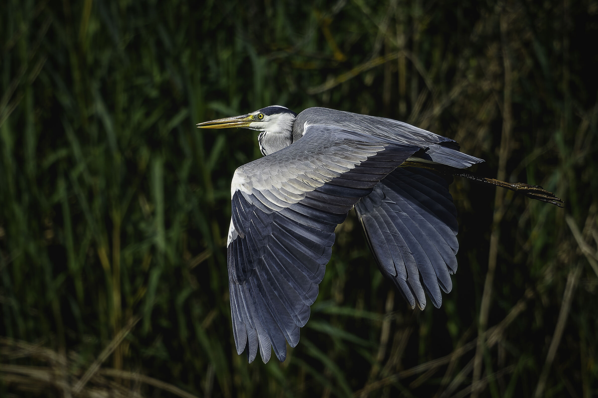 Grey heron