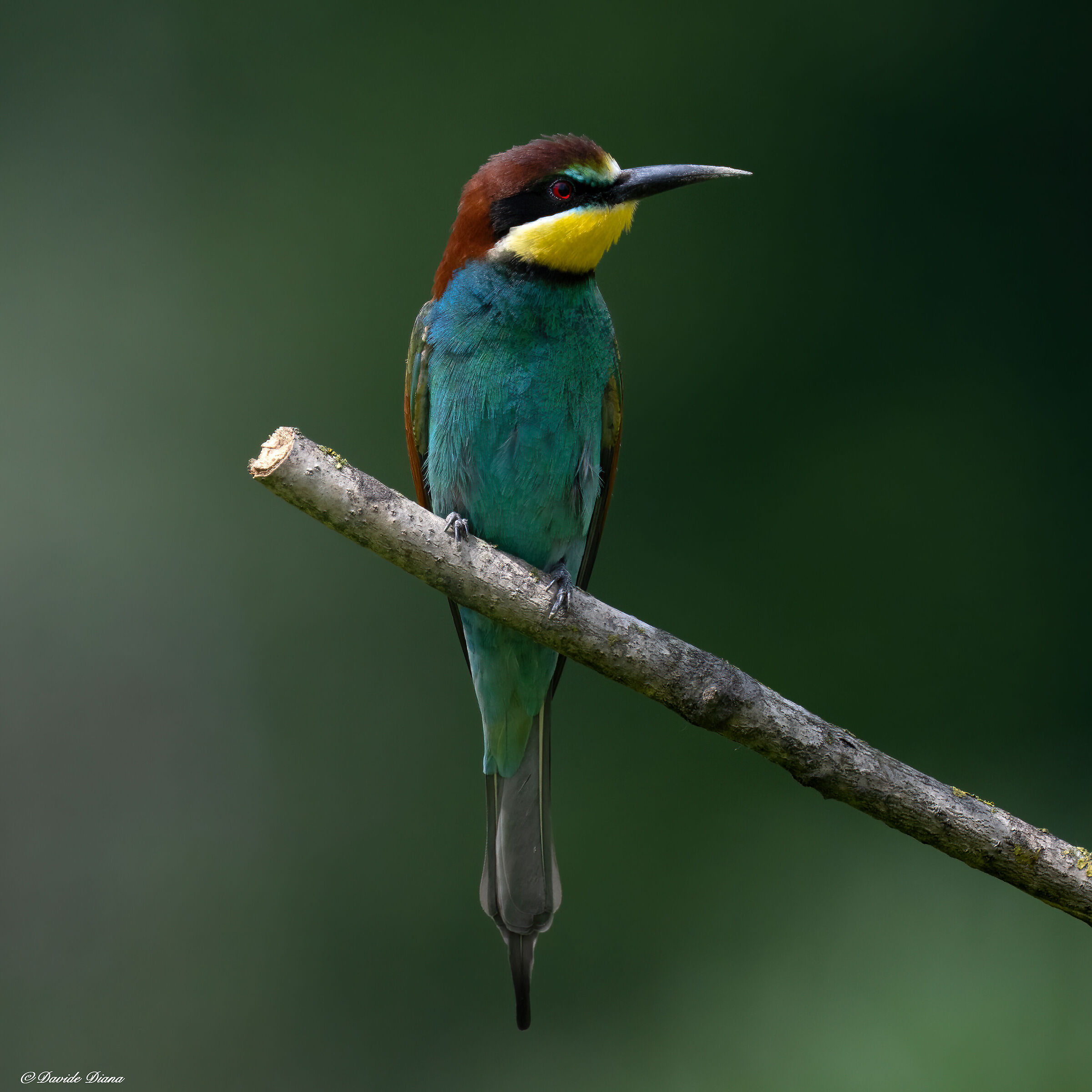 Bee-eater