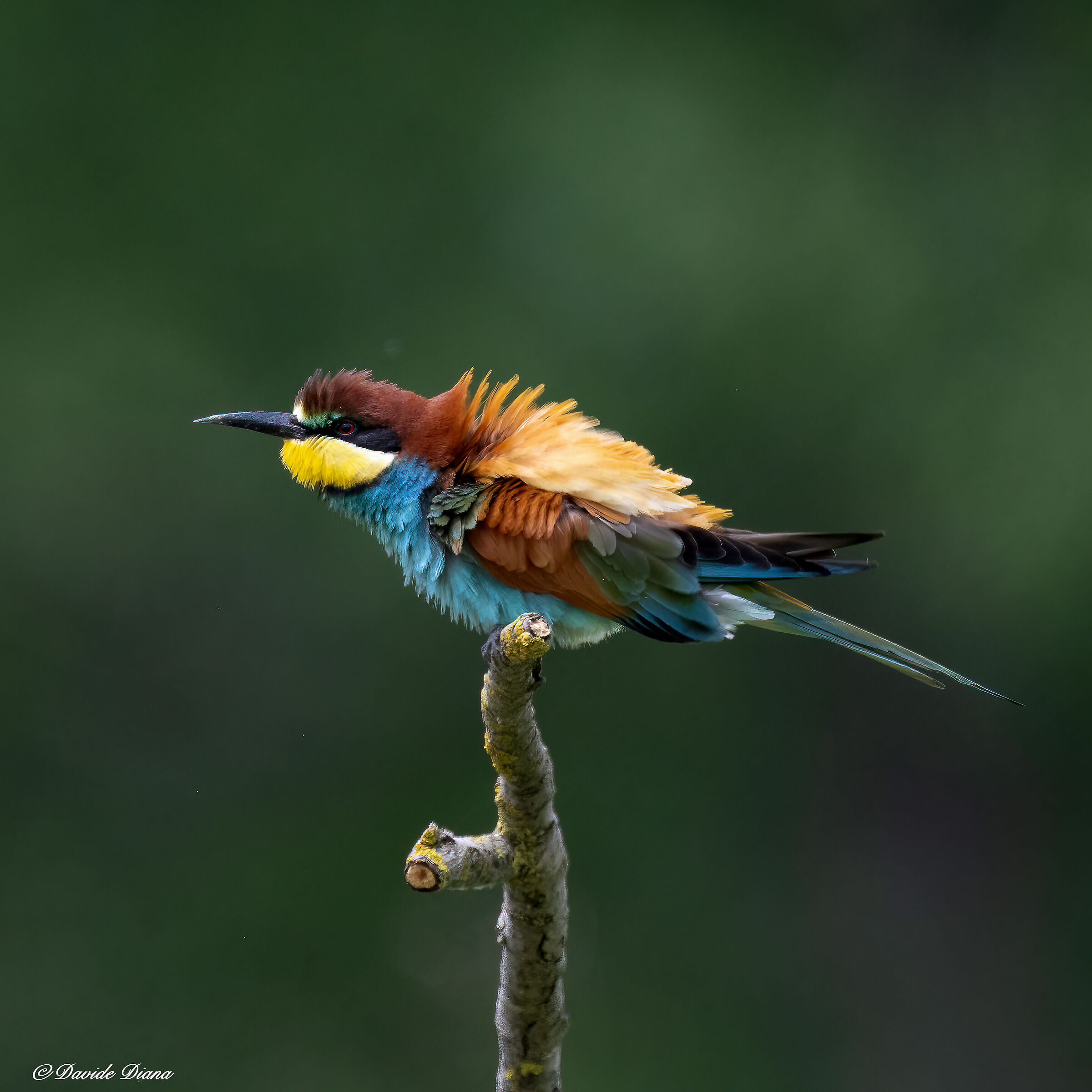 Bee-eater