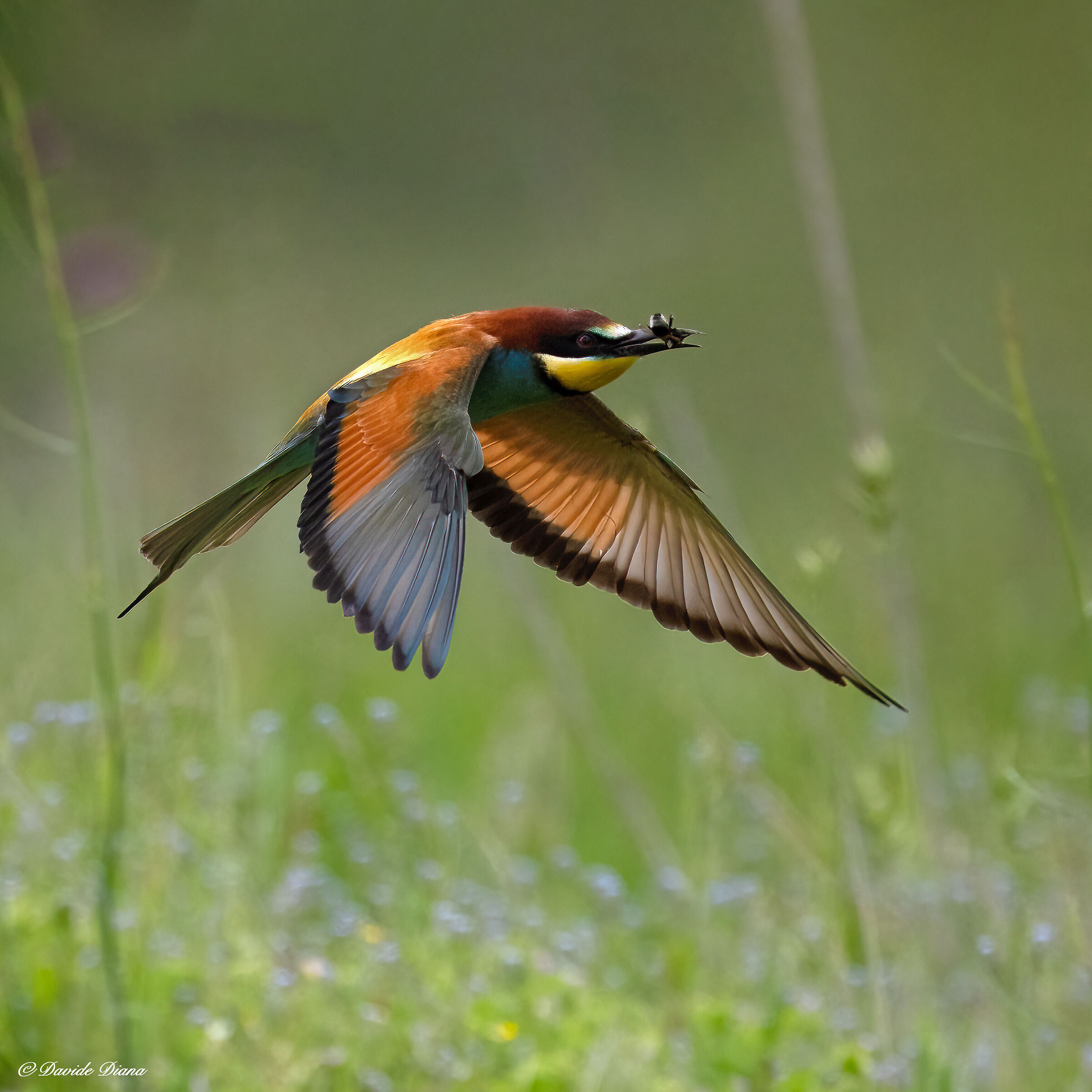 Bee-eater