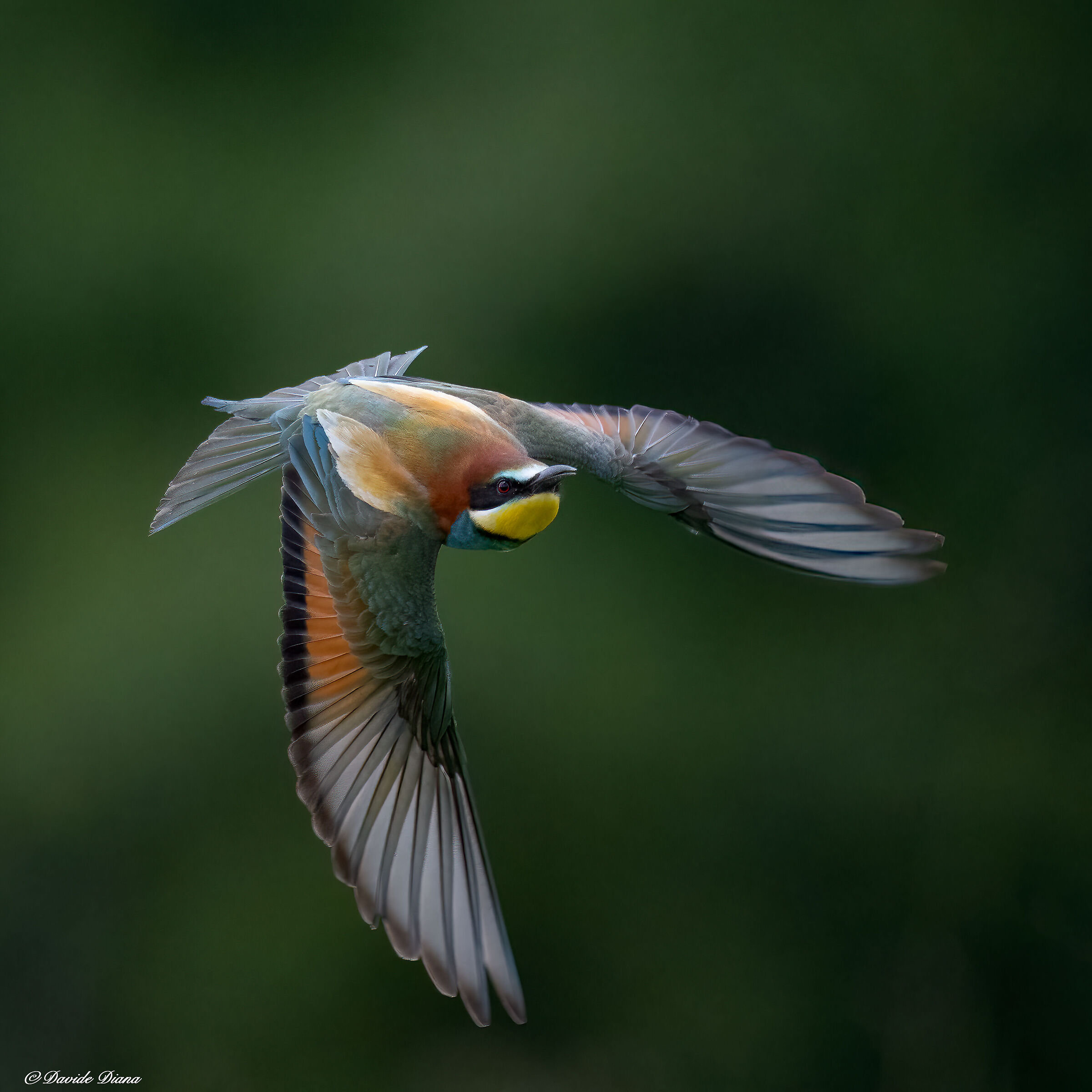 Bee-eater