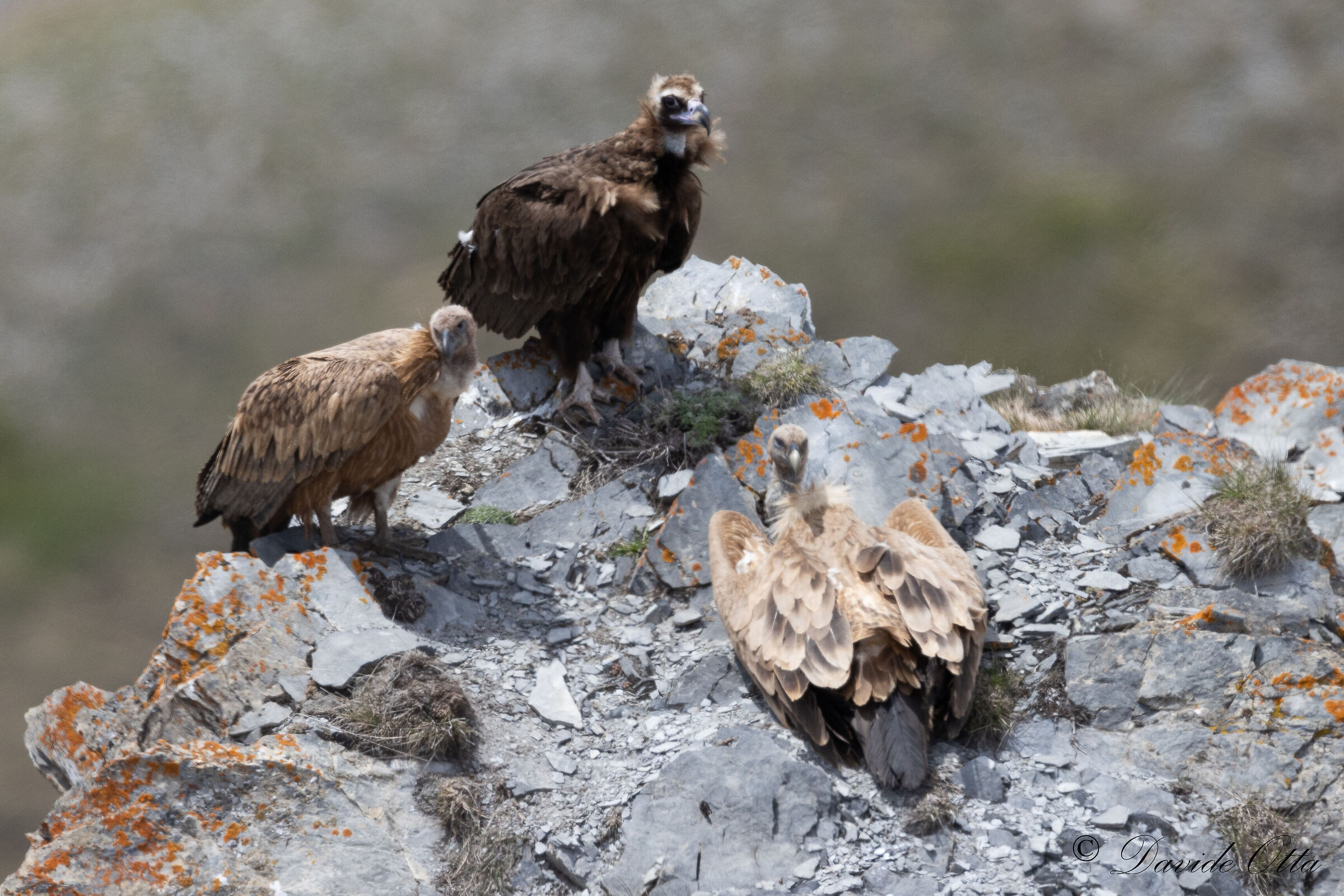 Monk and griffin vulture