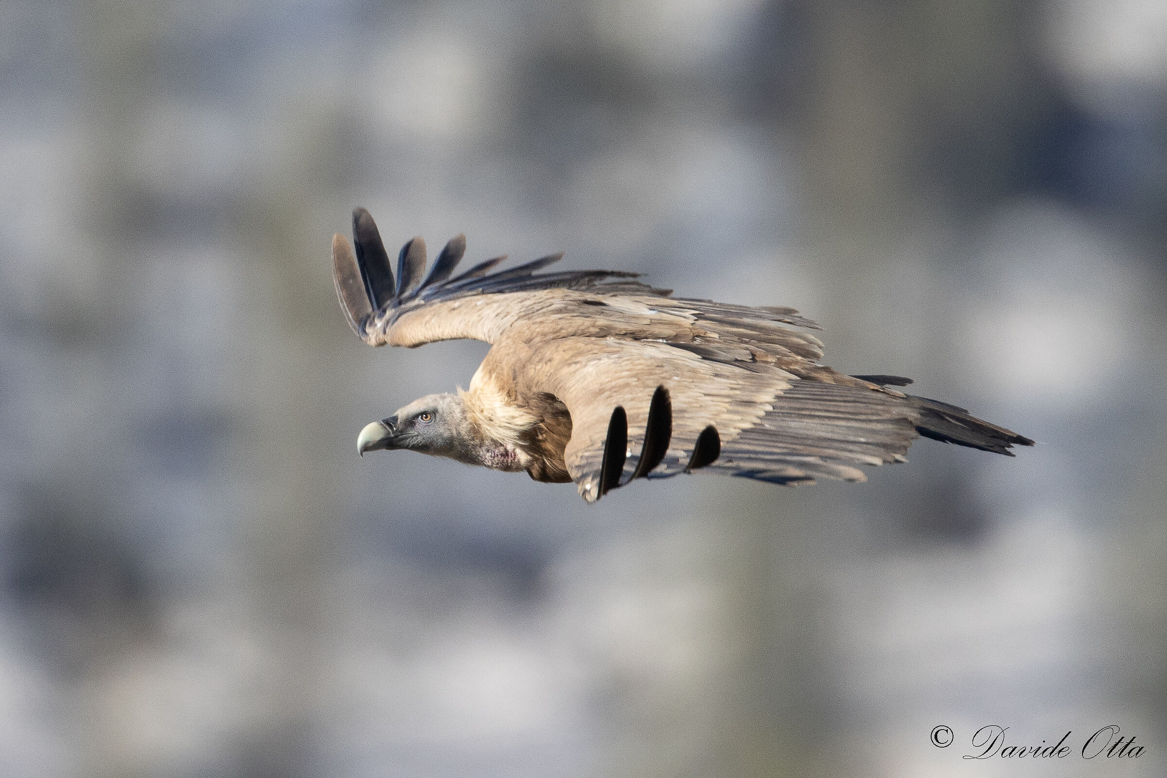 Griffin