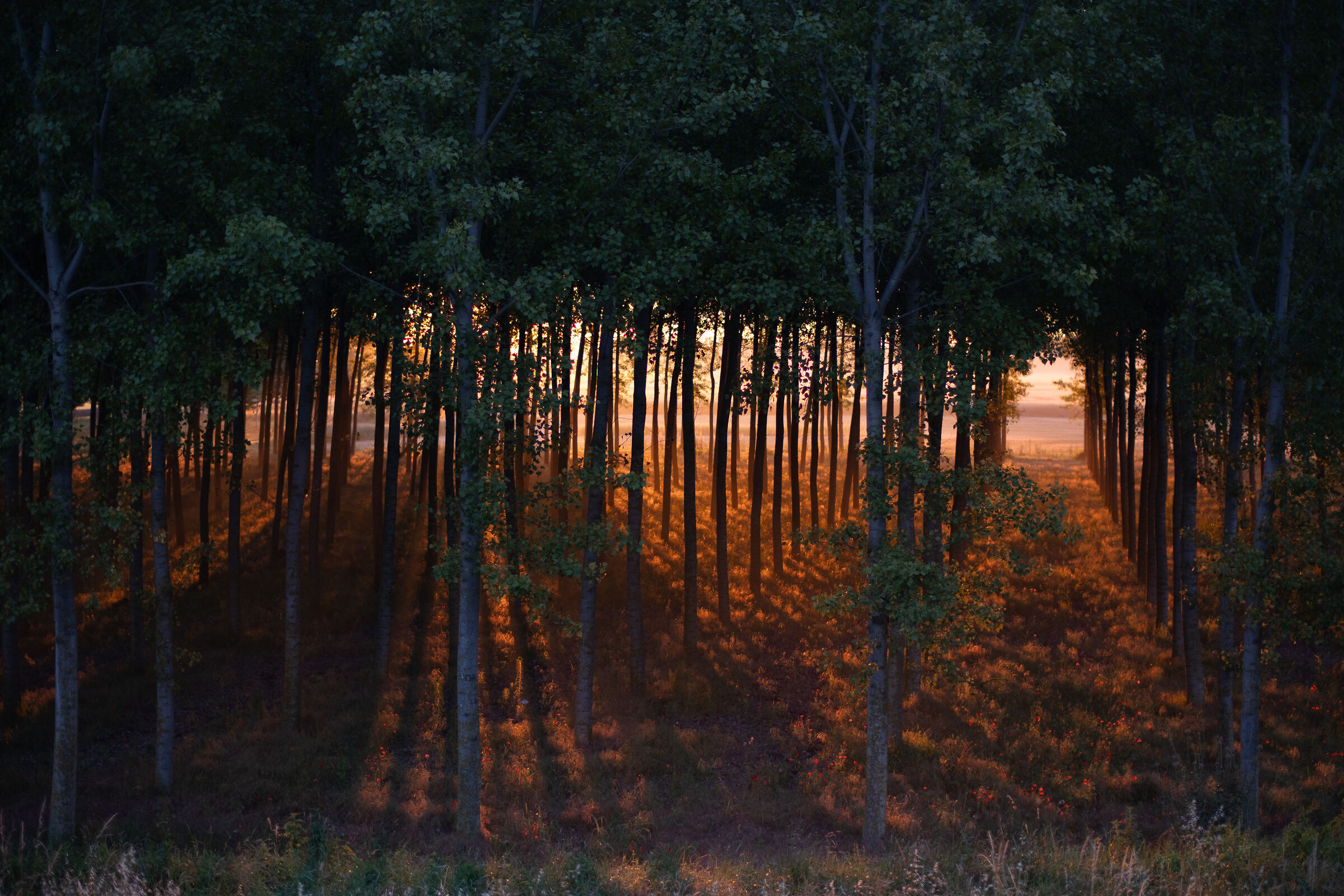 Alba tra i pioppi