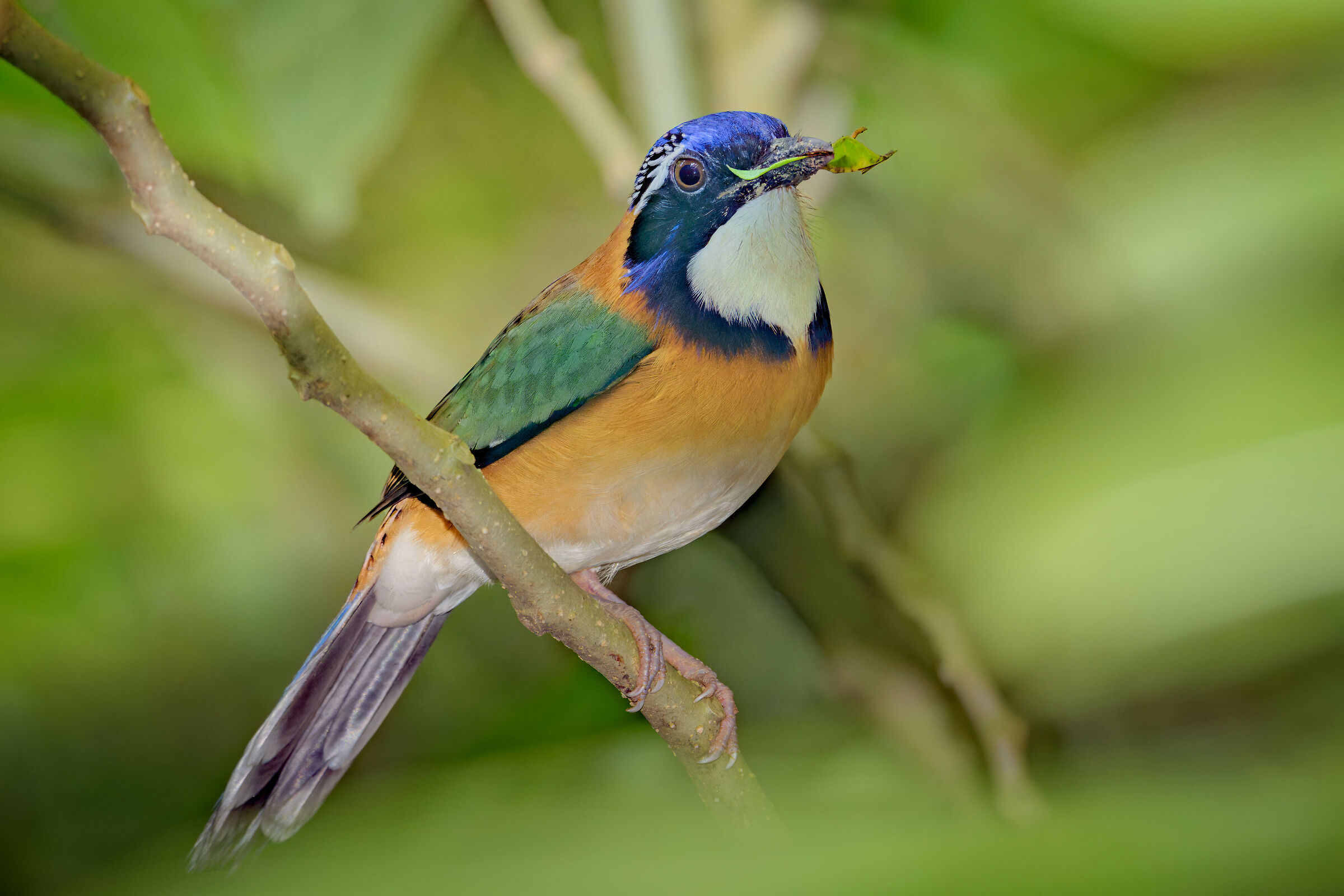 Pitta-like Ground-roller