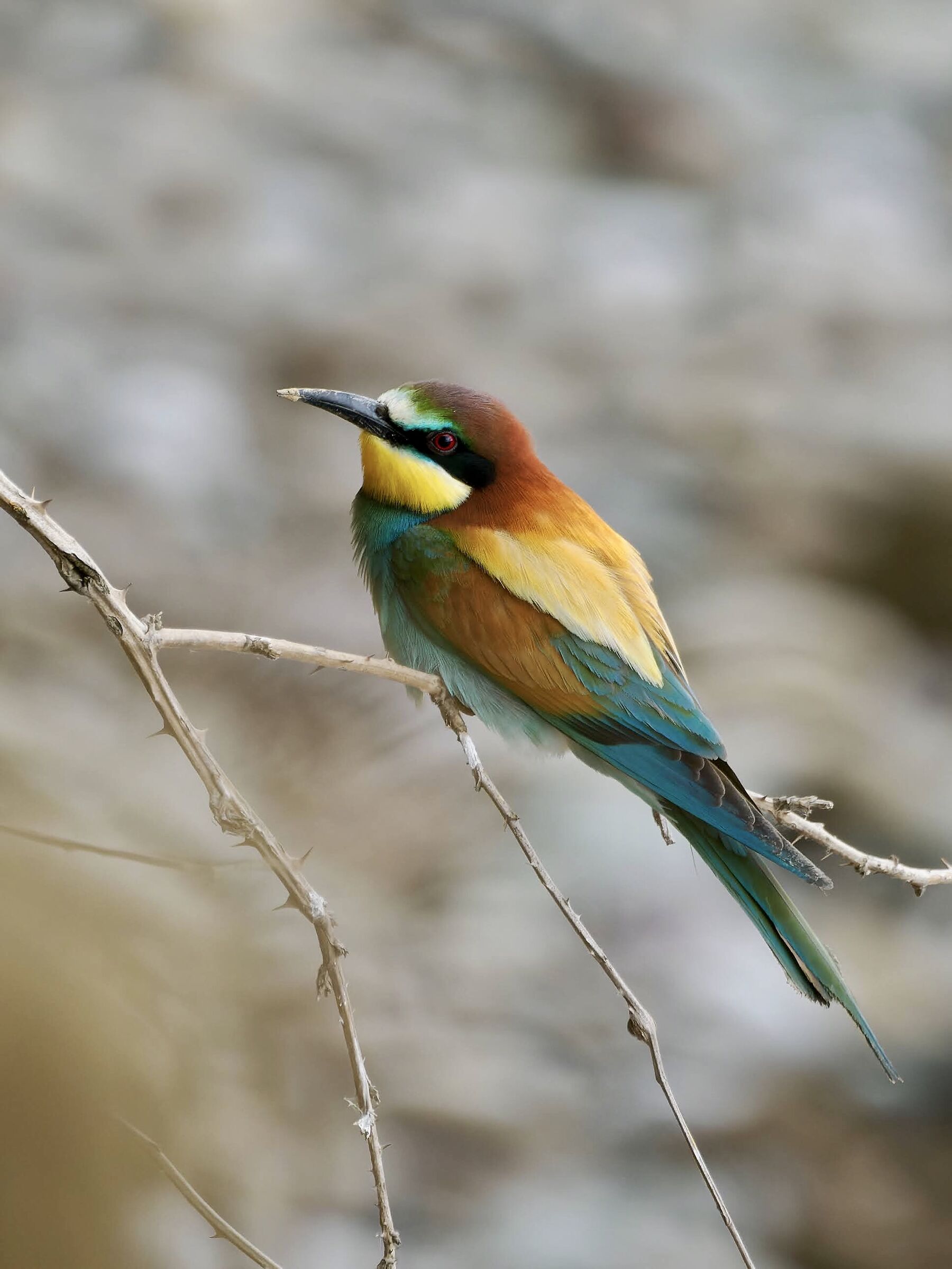 Bee-eater