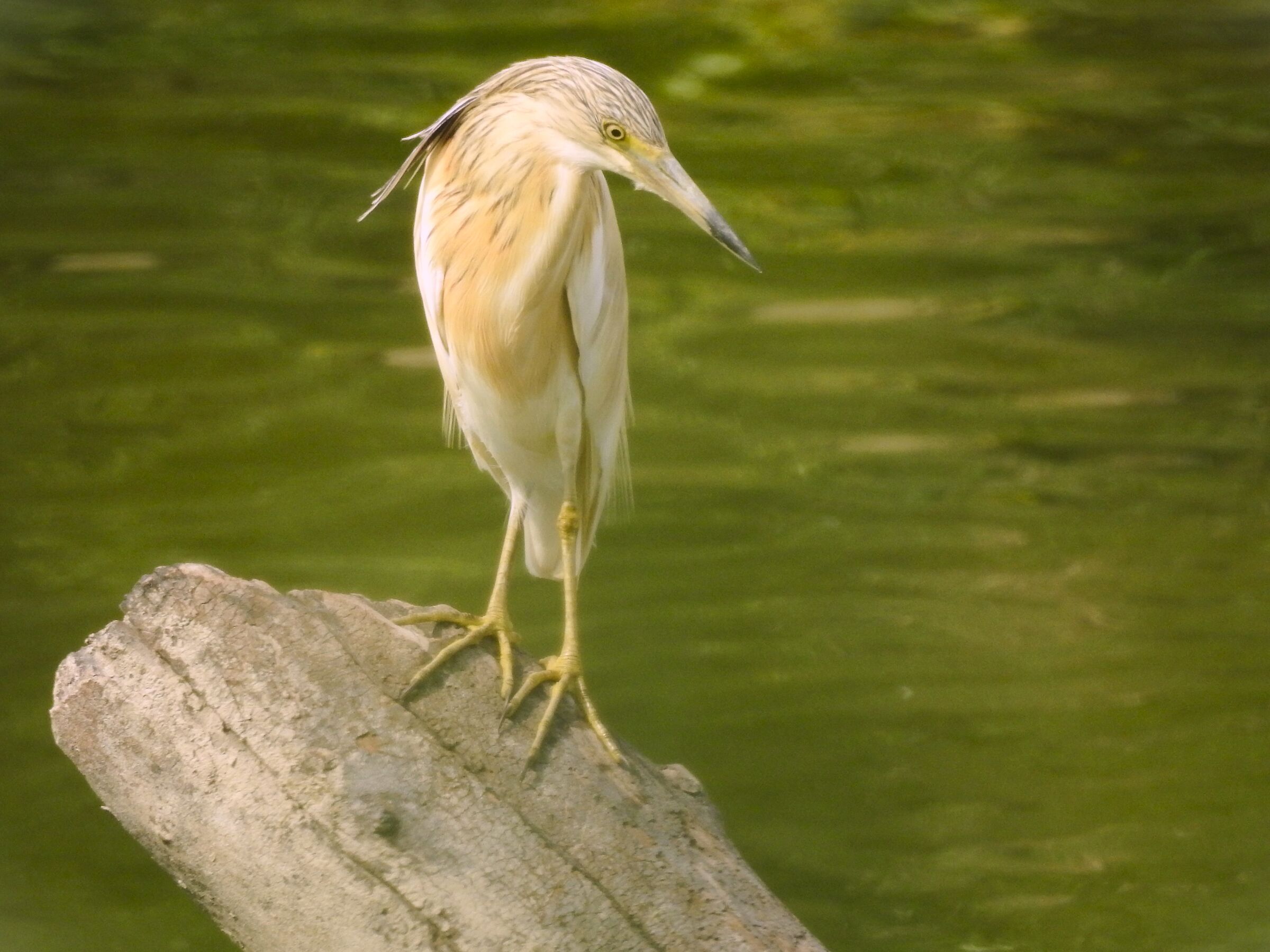 Squacco heron