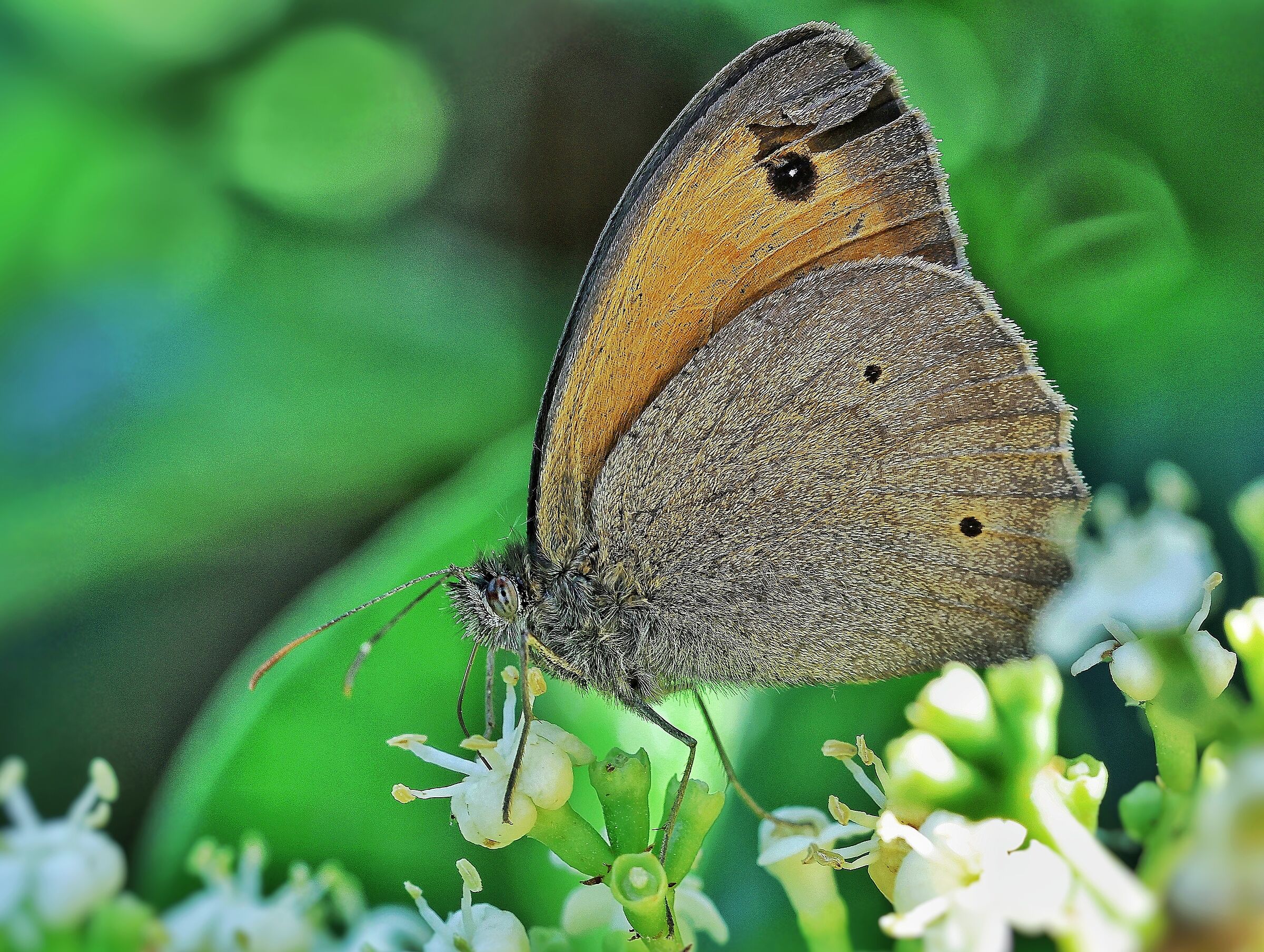Hyponephele lycaon