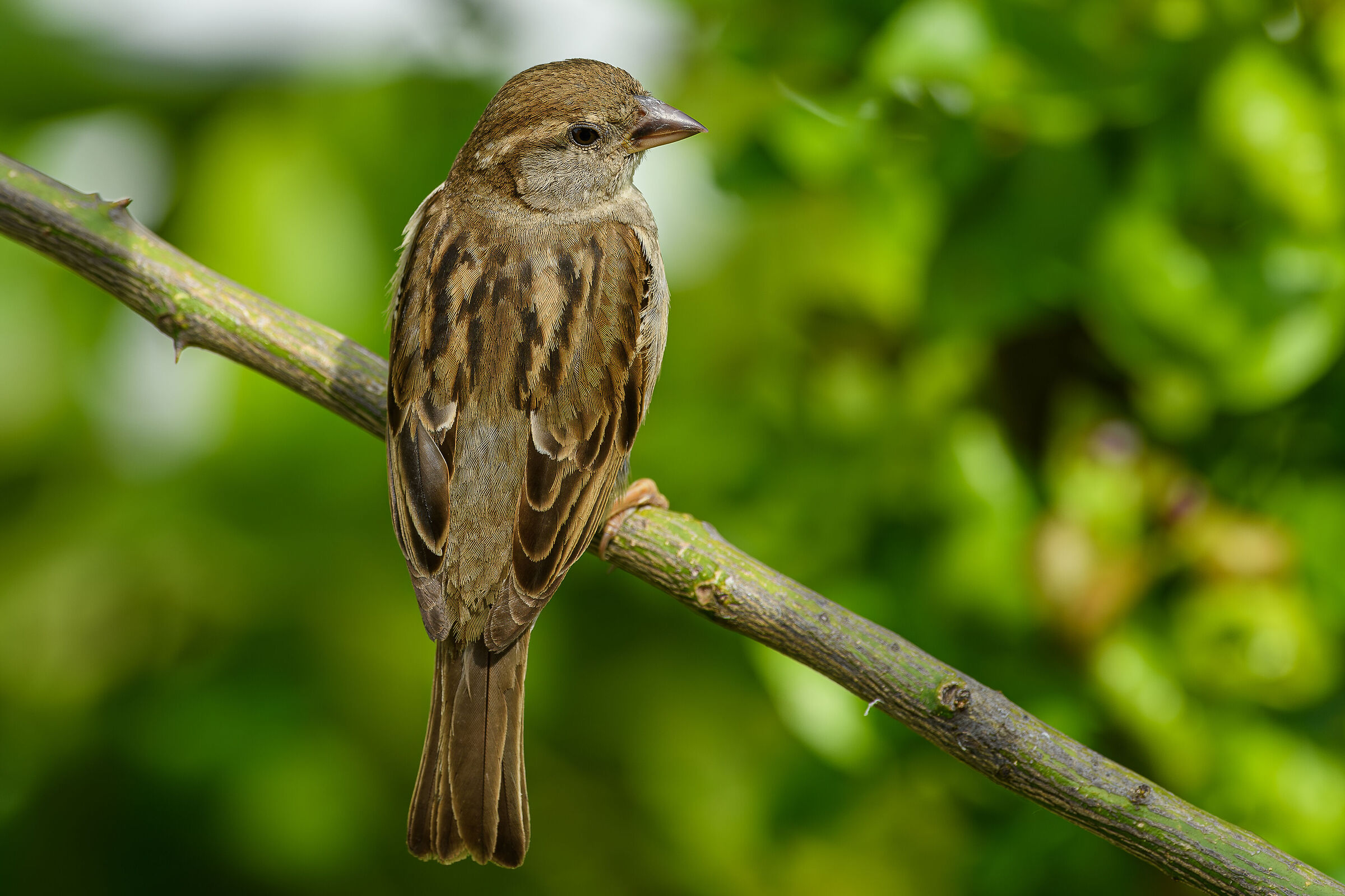 Sparrow