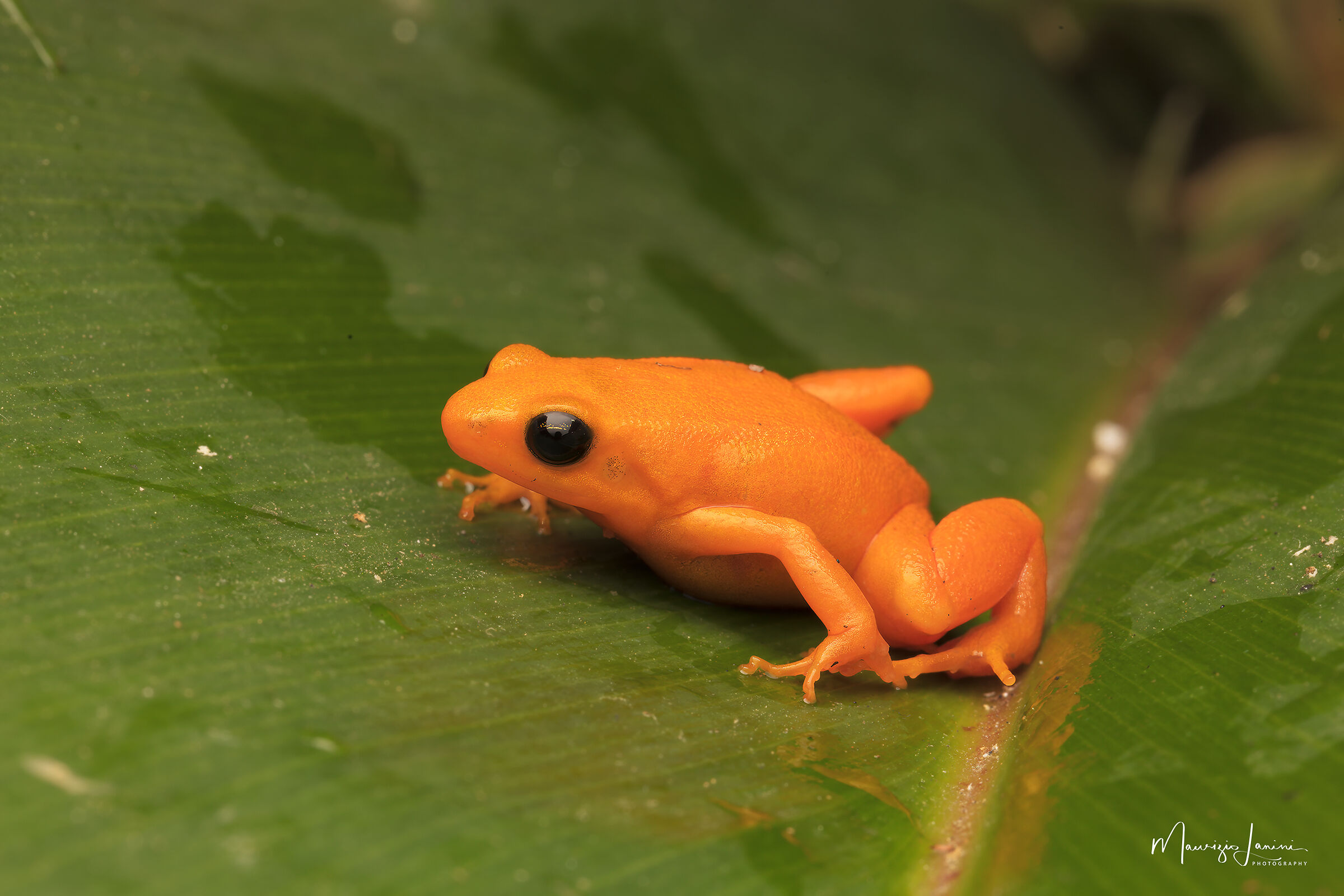 Mantella aurantiaca
