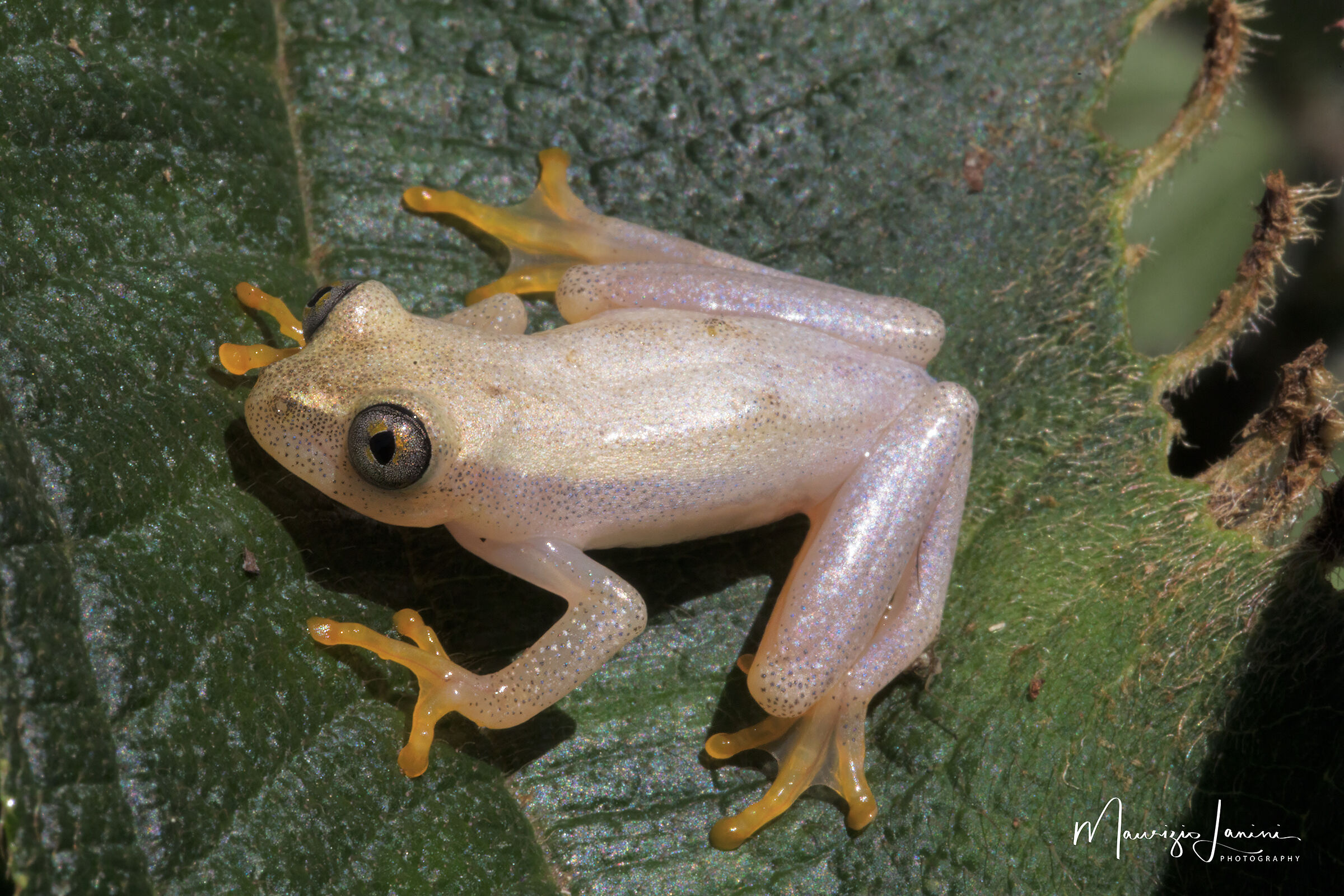 Heterixalus betsileo