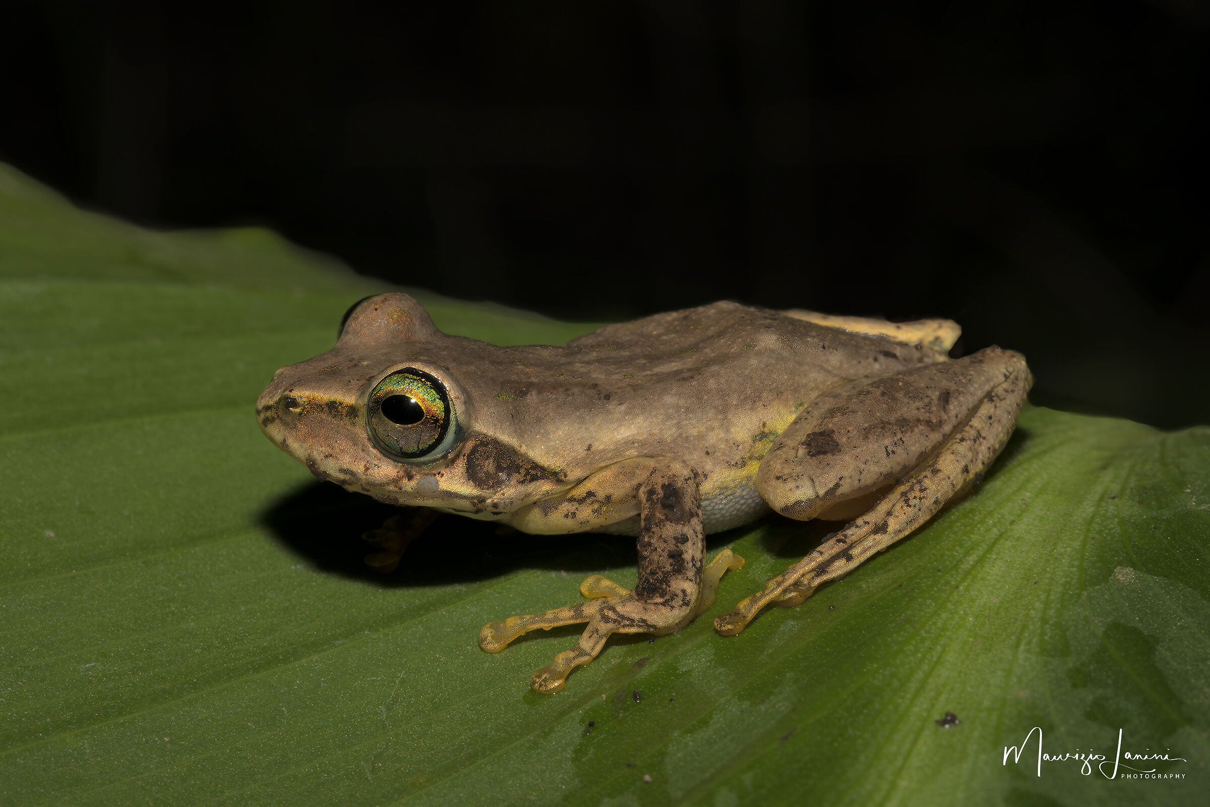 Boophis cf. microtympanum