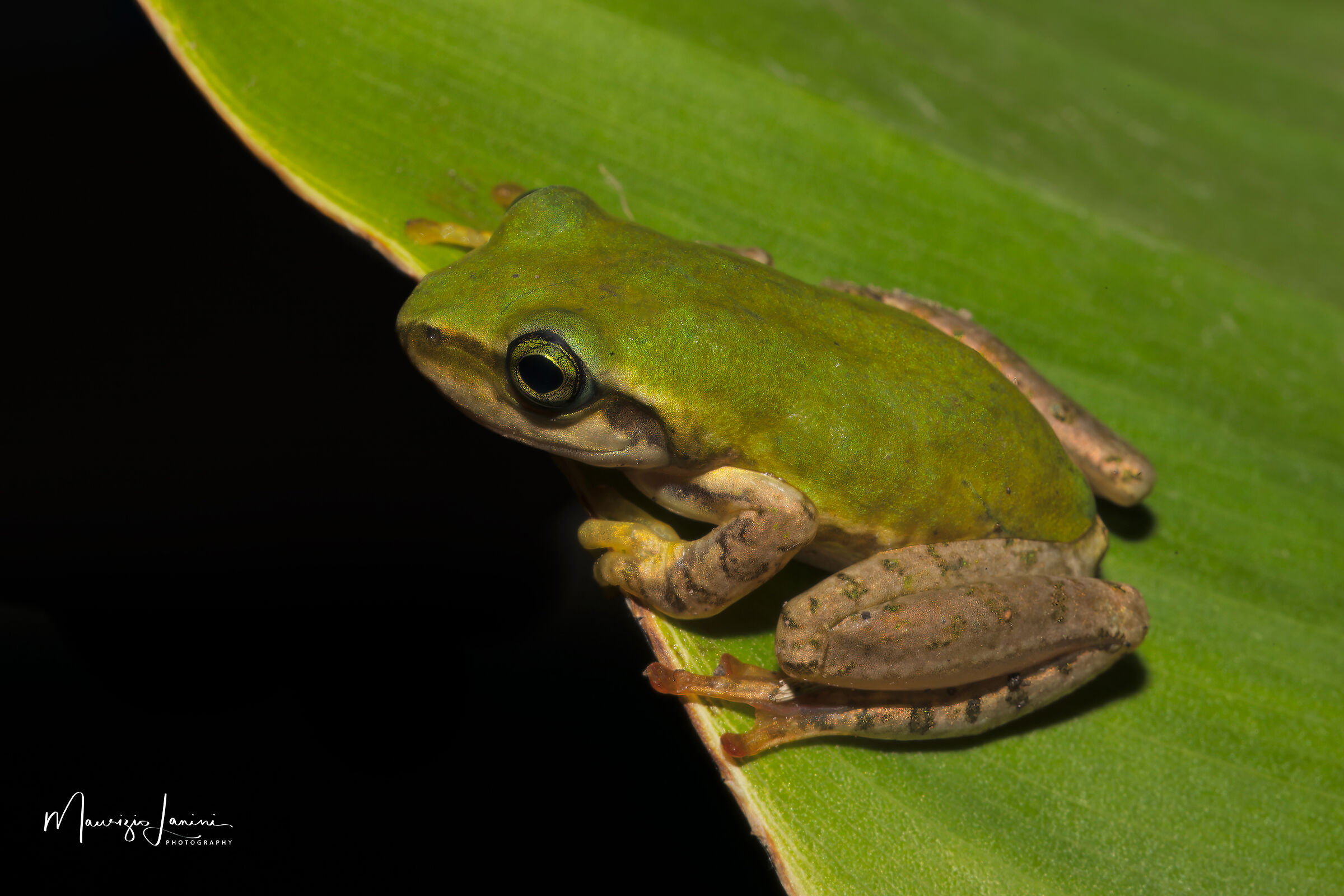 Boophis cf. microtympanum