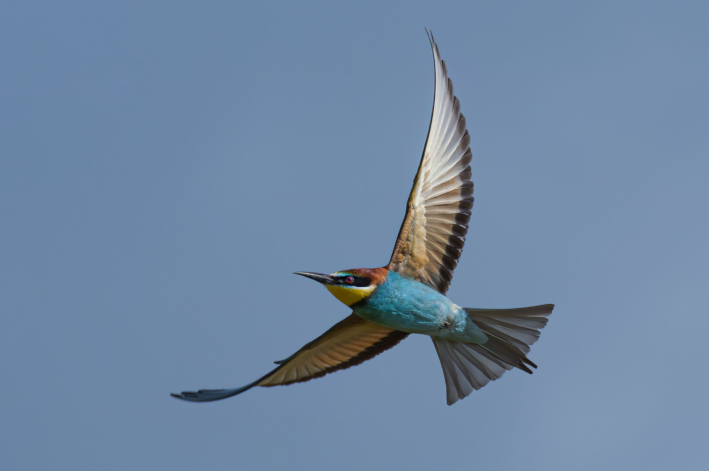 Gruccione(Merops apiaster)