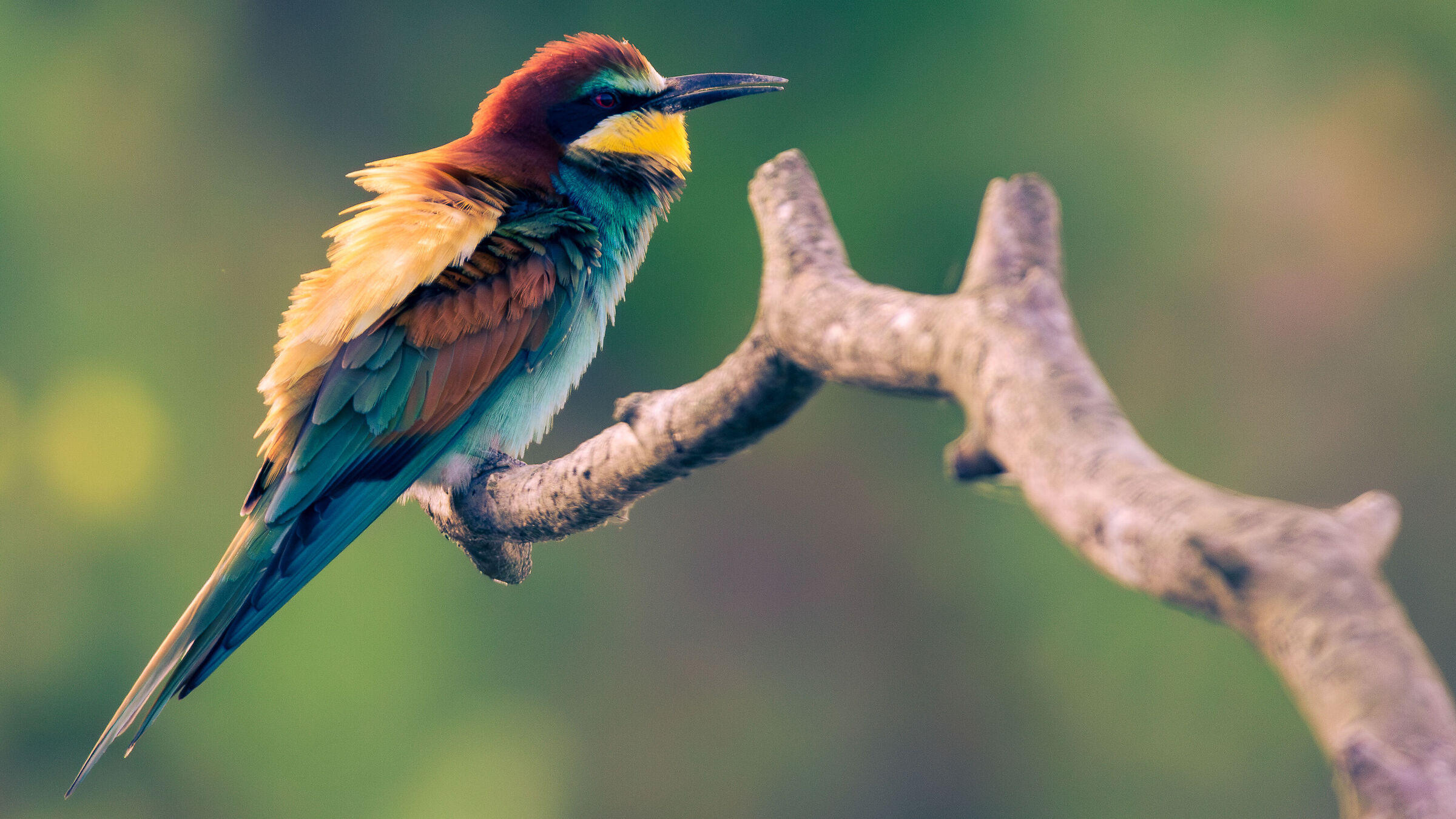 Bee-eater backlit