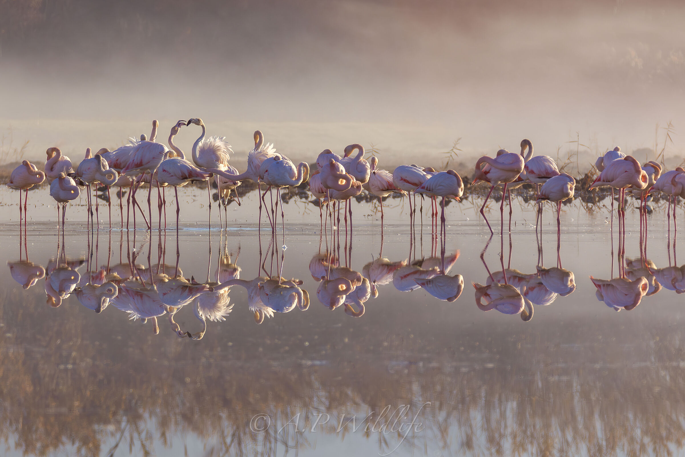 Flamingos at dawn
