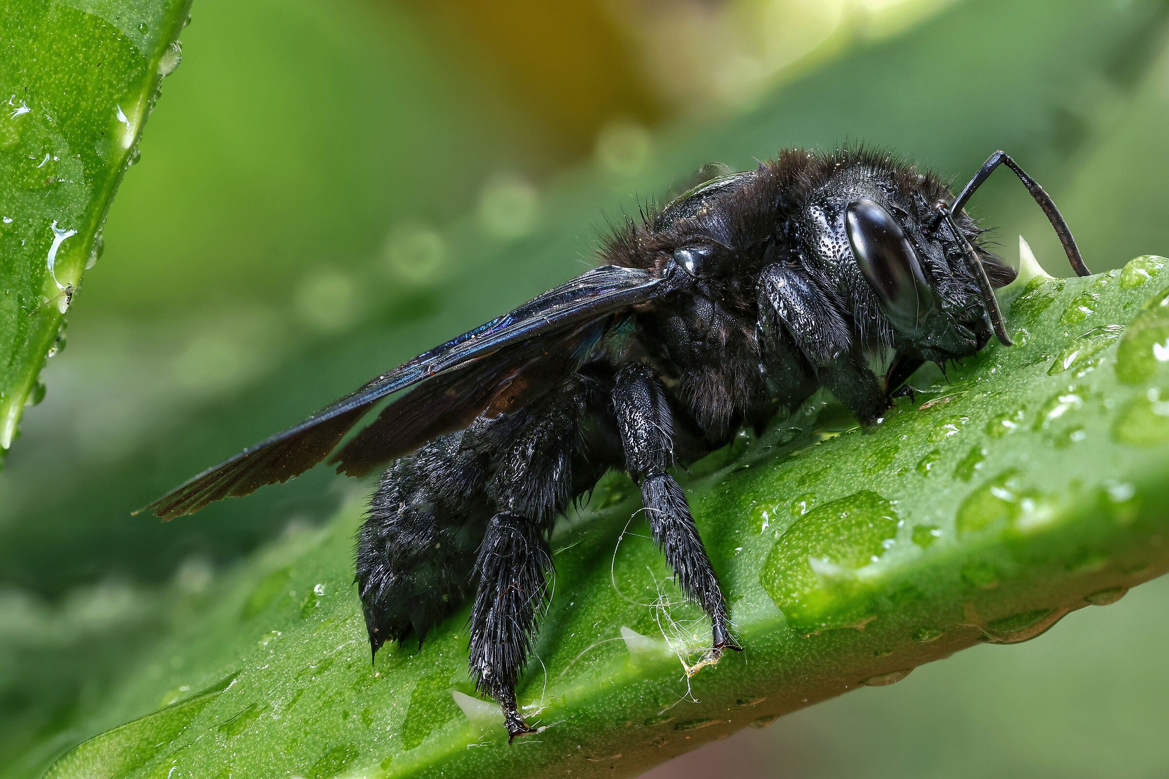 Xylocopa violacea _ Ape legnaiola
