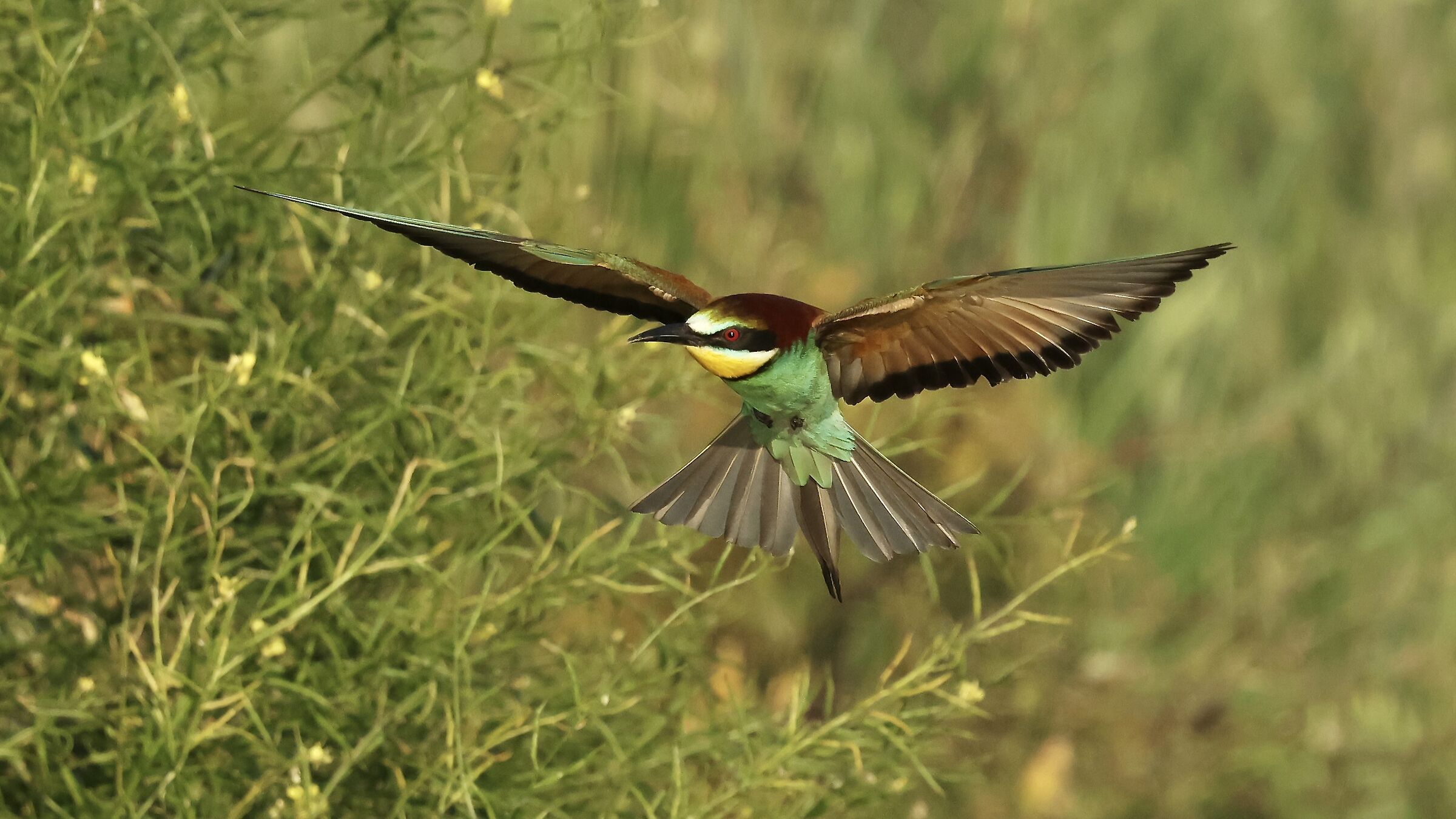 Bee-eater landing