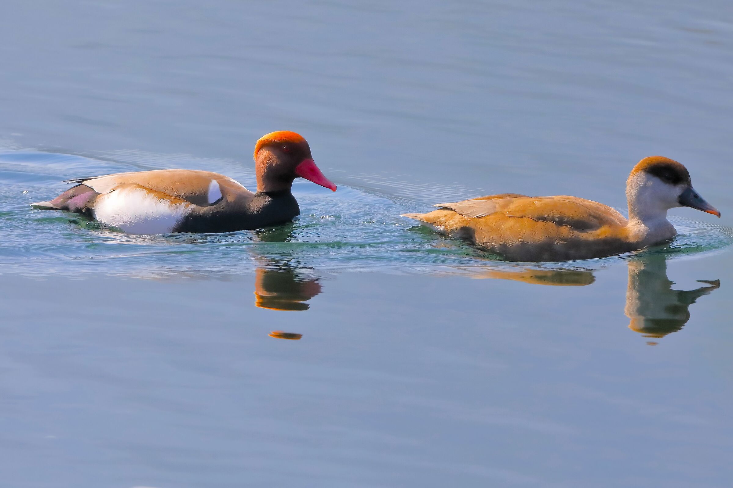 Turkish Fistions March 19, 2024