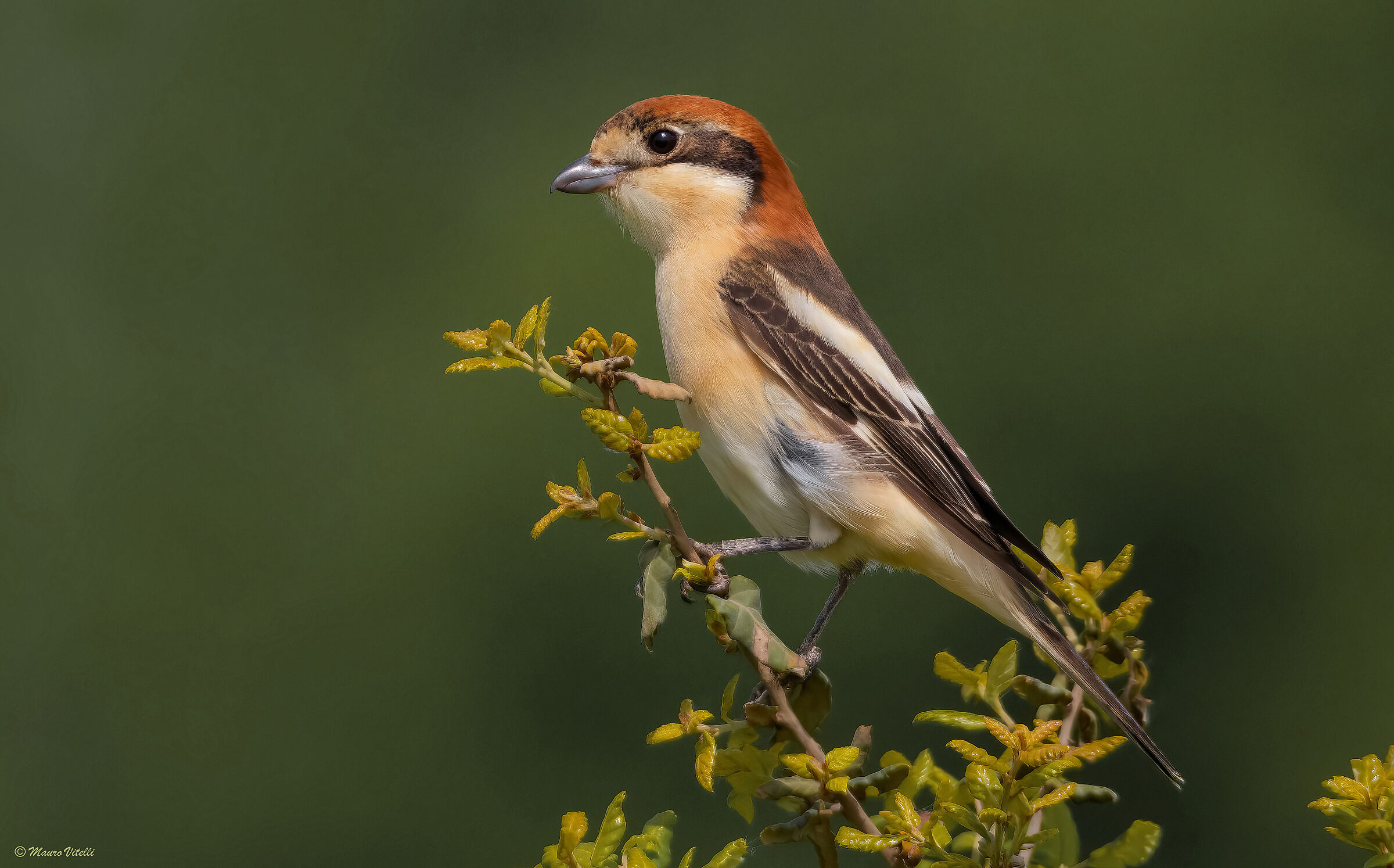 Red-headed Shrike (Lanius senator)