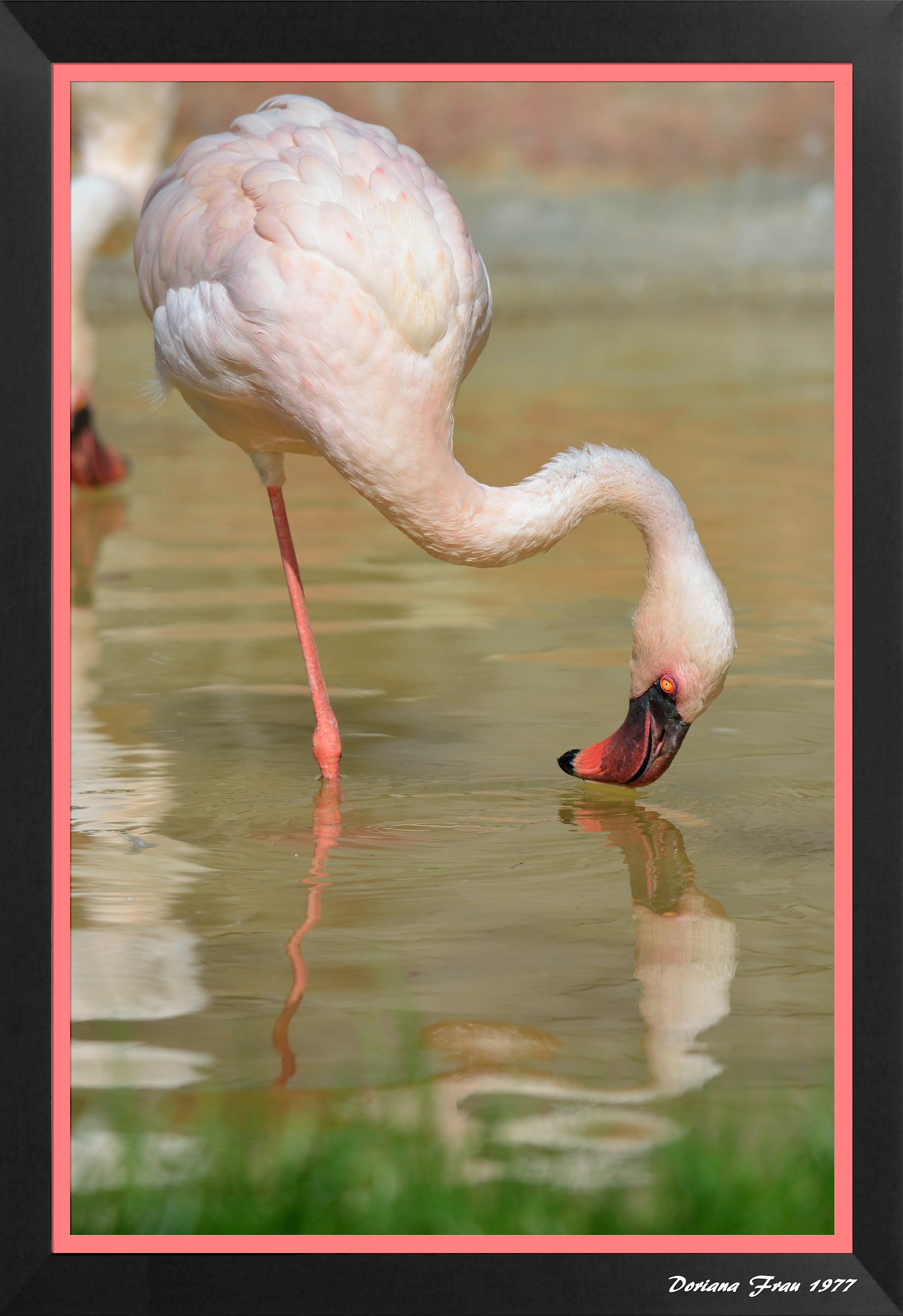 Pink flamingo.