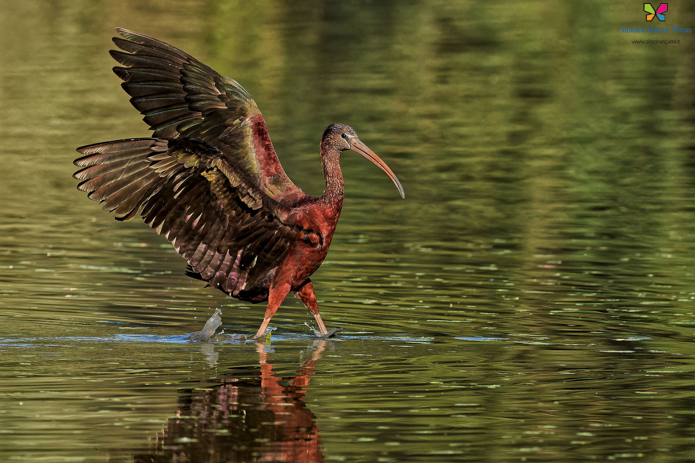 Glossy ibis...