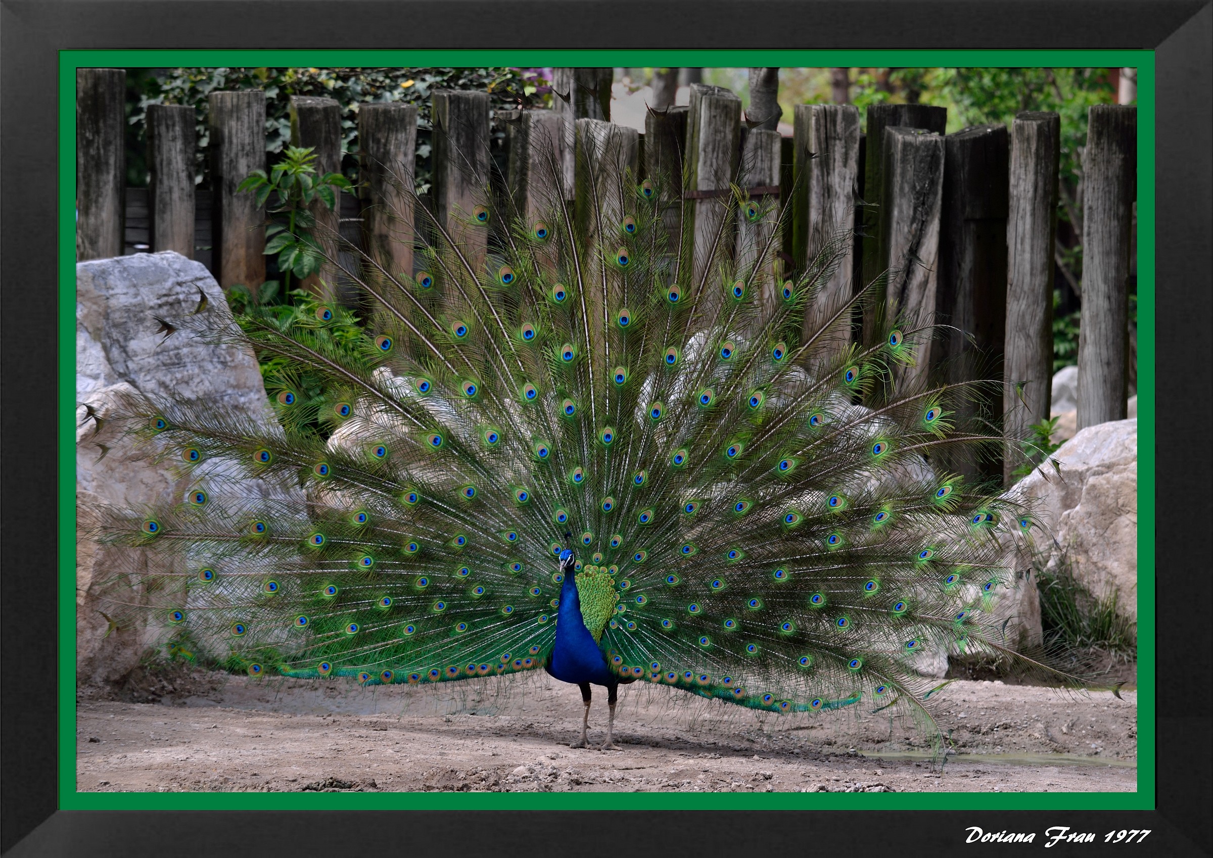 The peacock