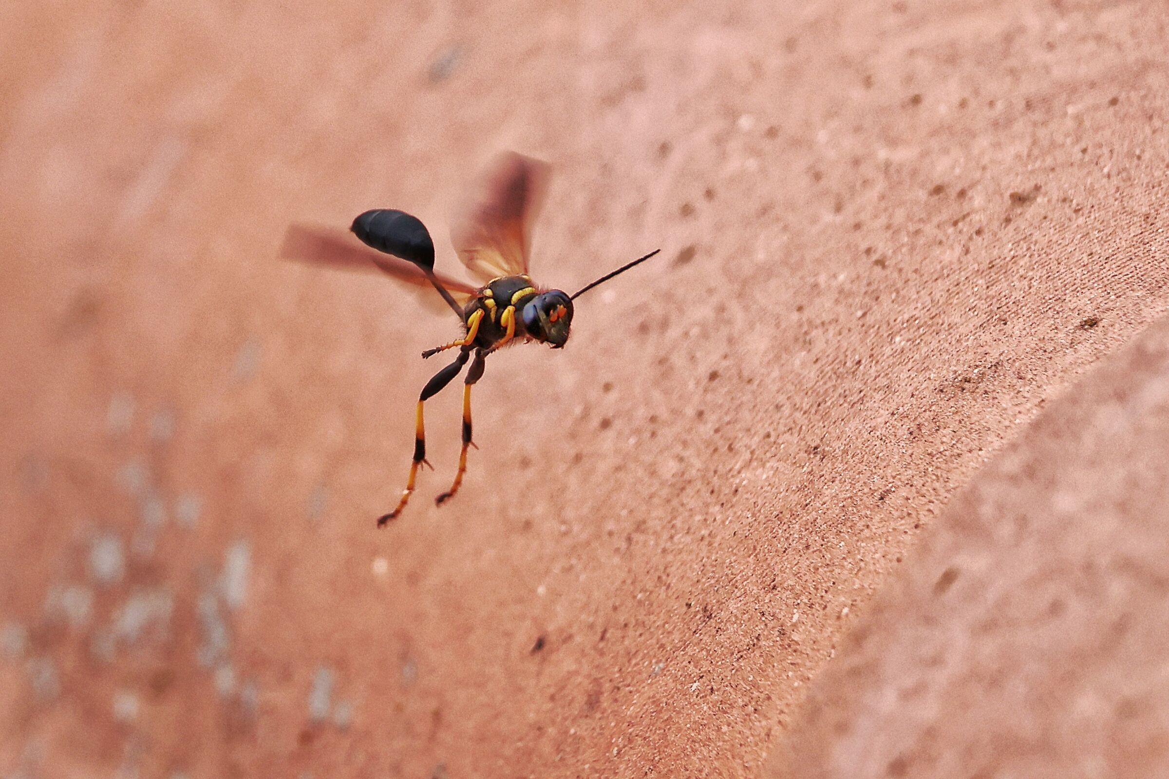 Sceliphron destillatorium