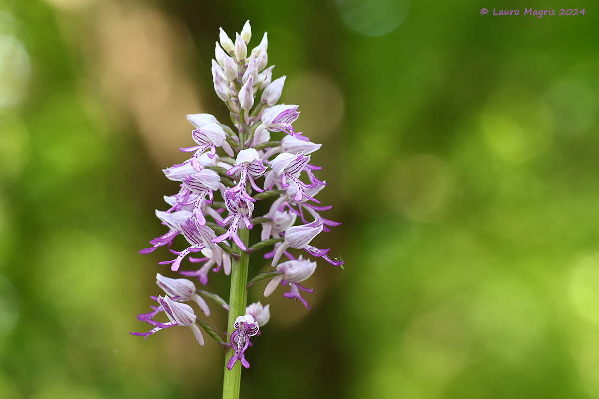 Orchidea militare e i Flares