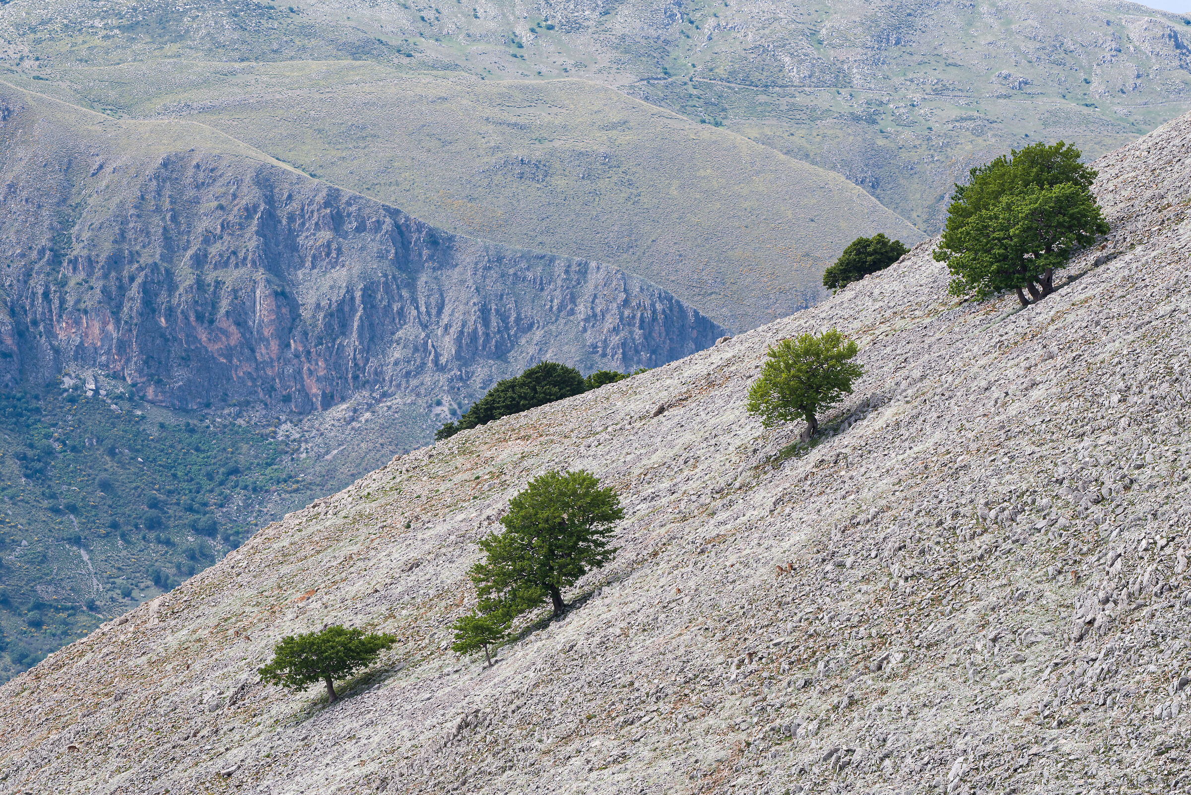 Solitary trees on carbonate stones