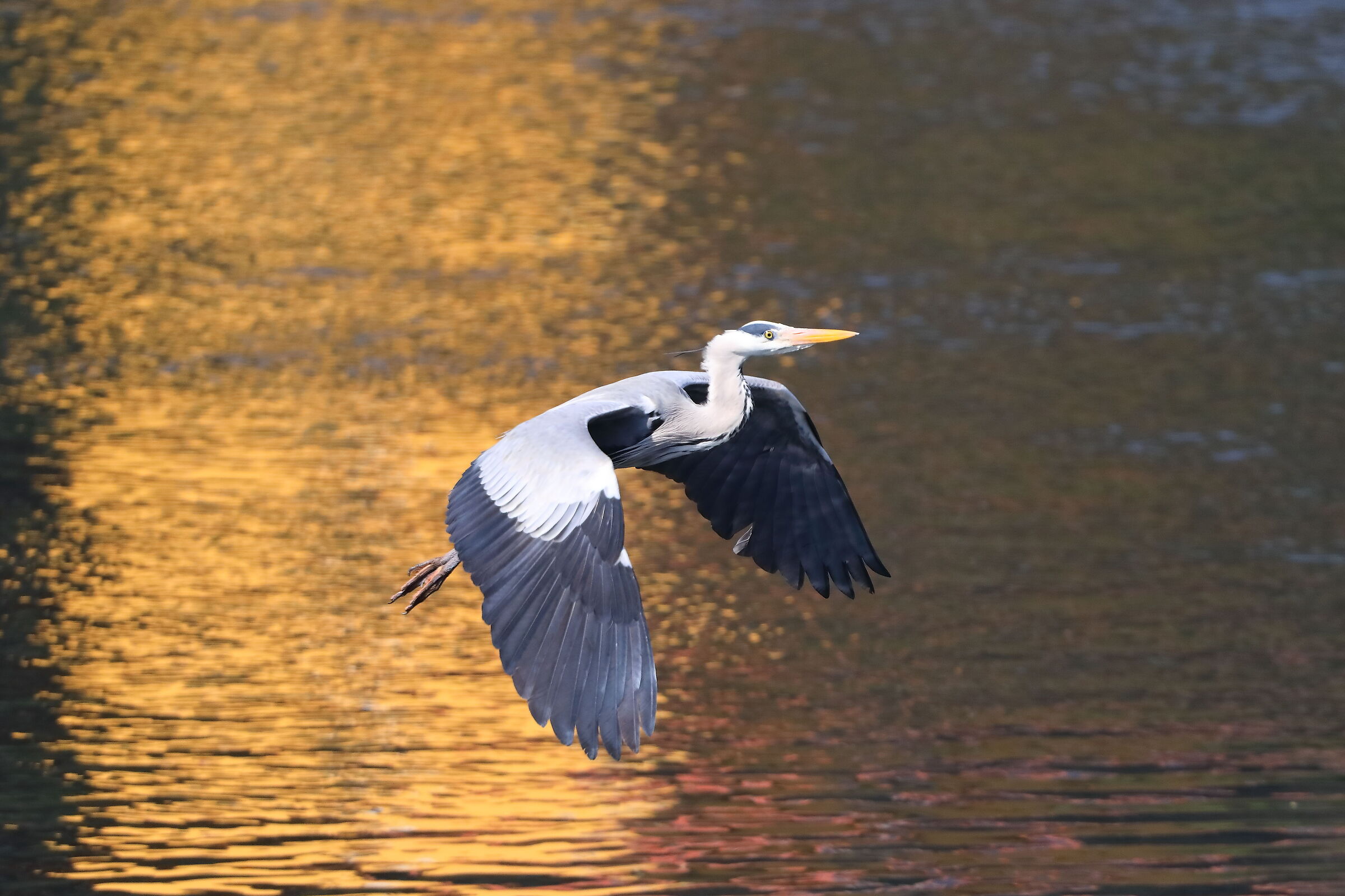 Cenerino 19 March 2024 - 0165