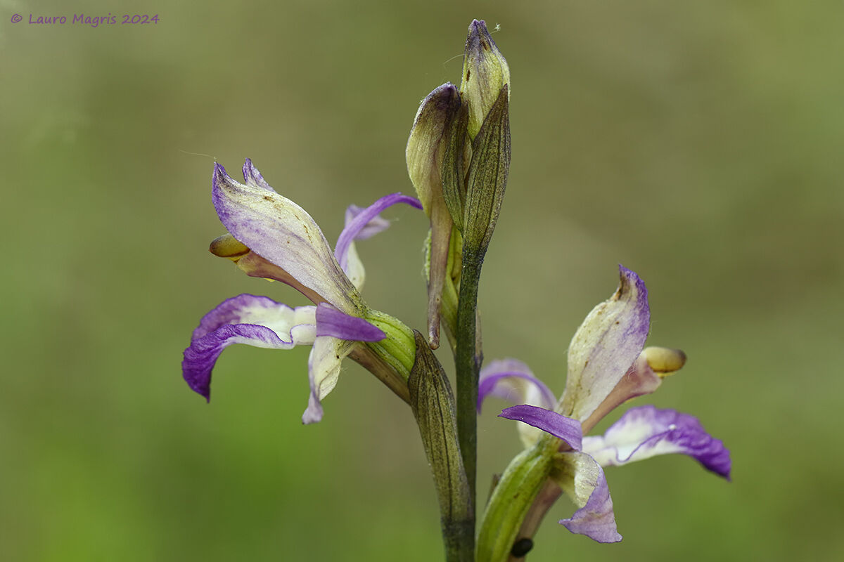 Limodorum abortivum - Flower of wood