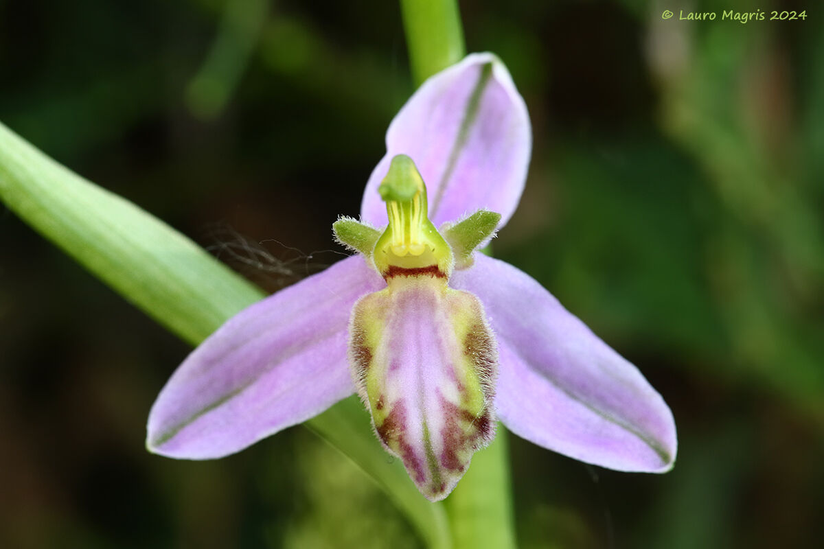 Ophrys apifera var. Tilaventina