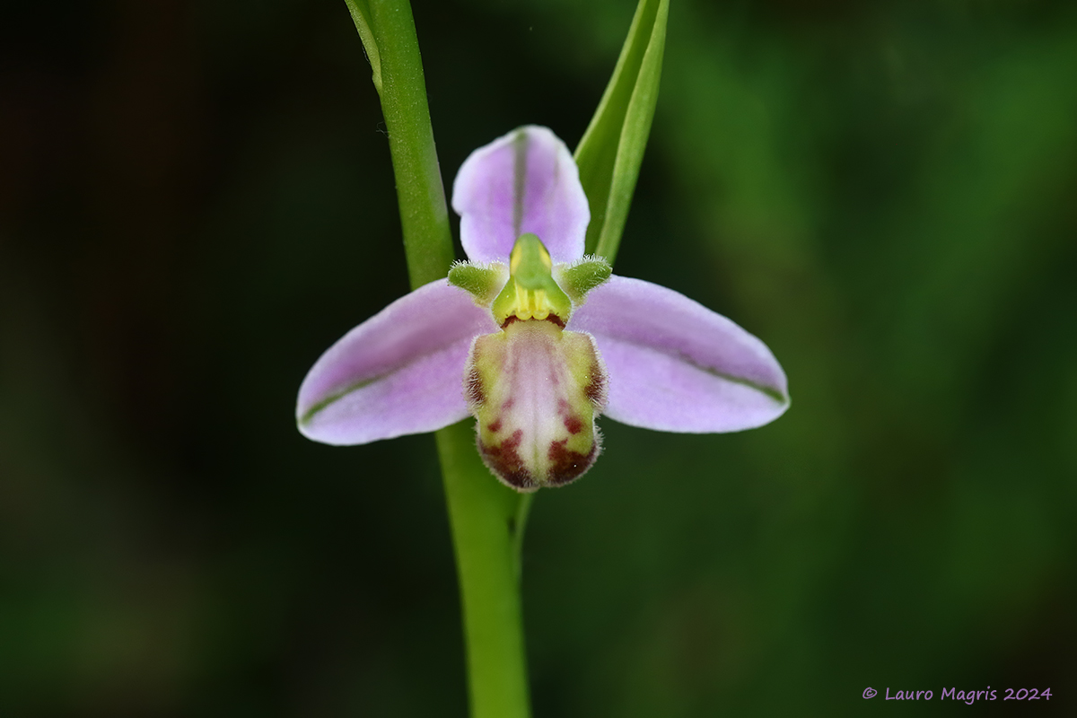 Ophrys apifera var. tilaventina