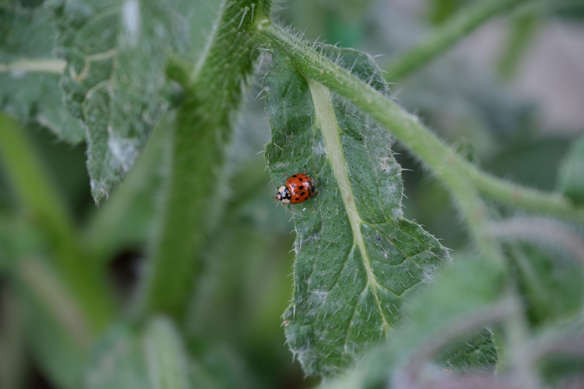 ladybird