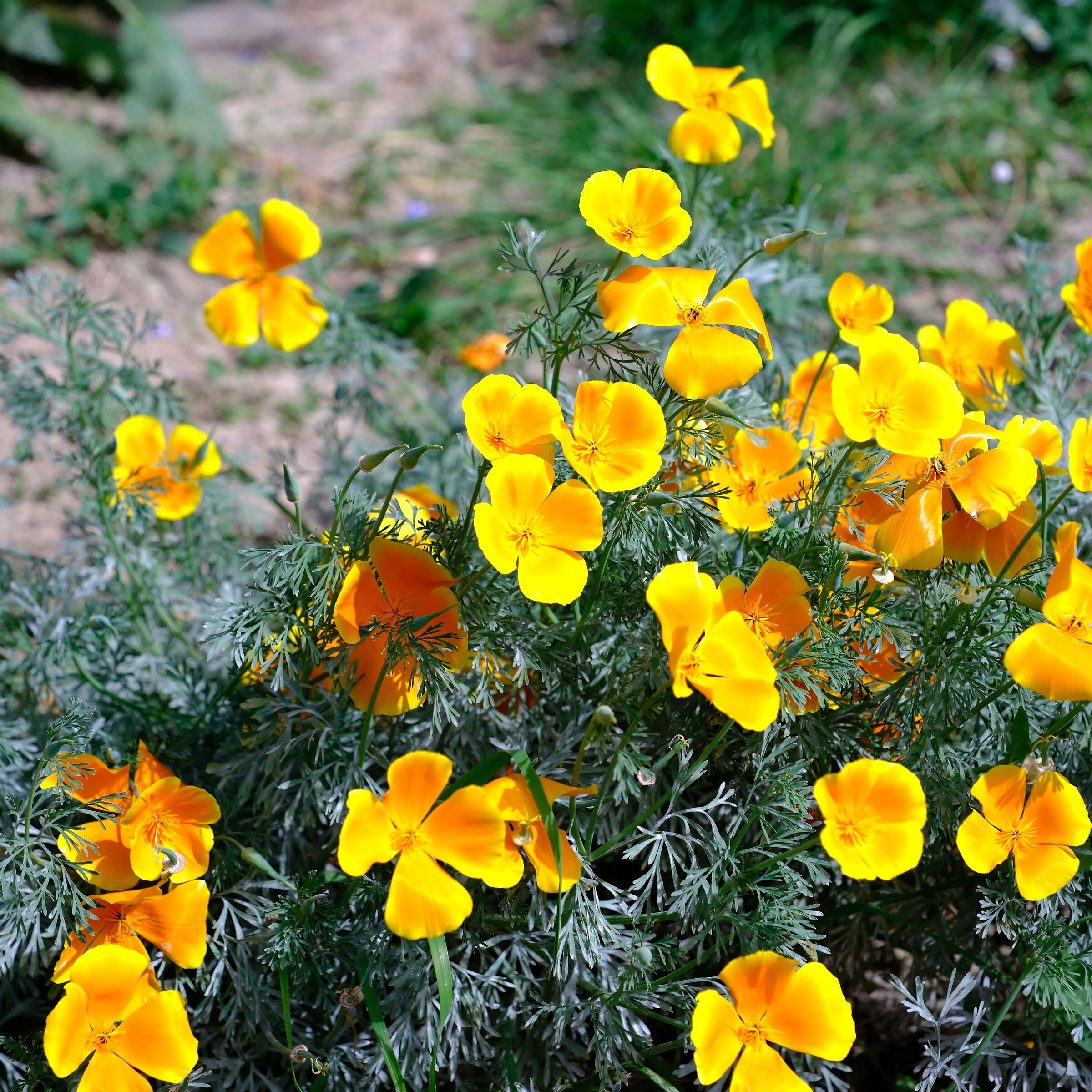 Yellow flowers