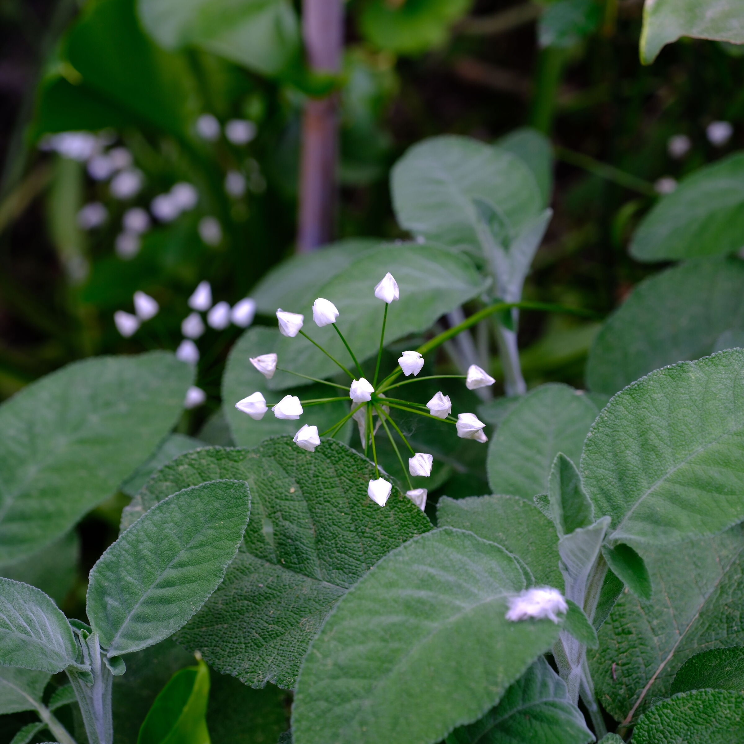 White Flowers