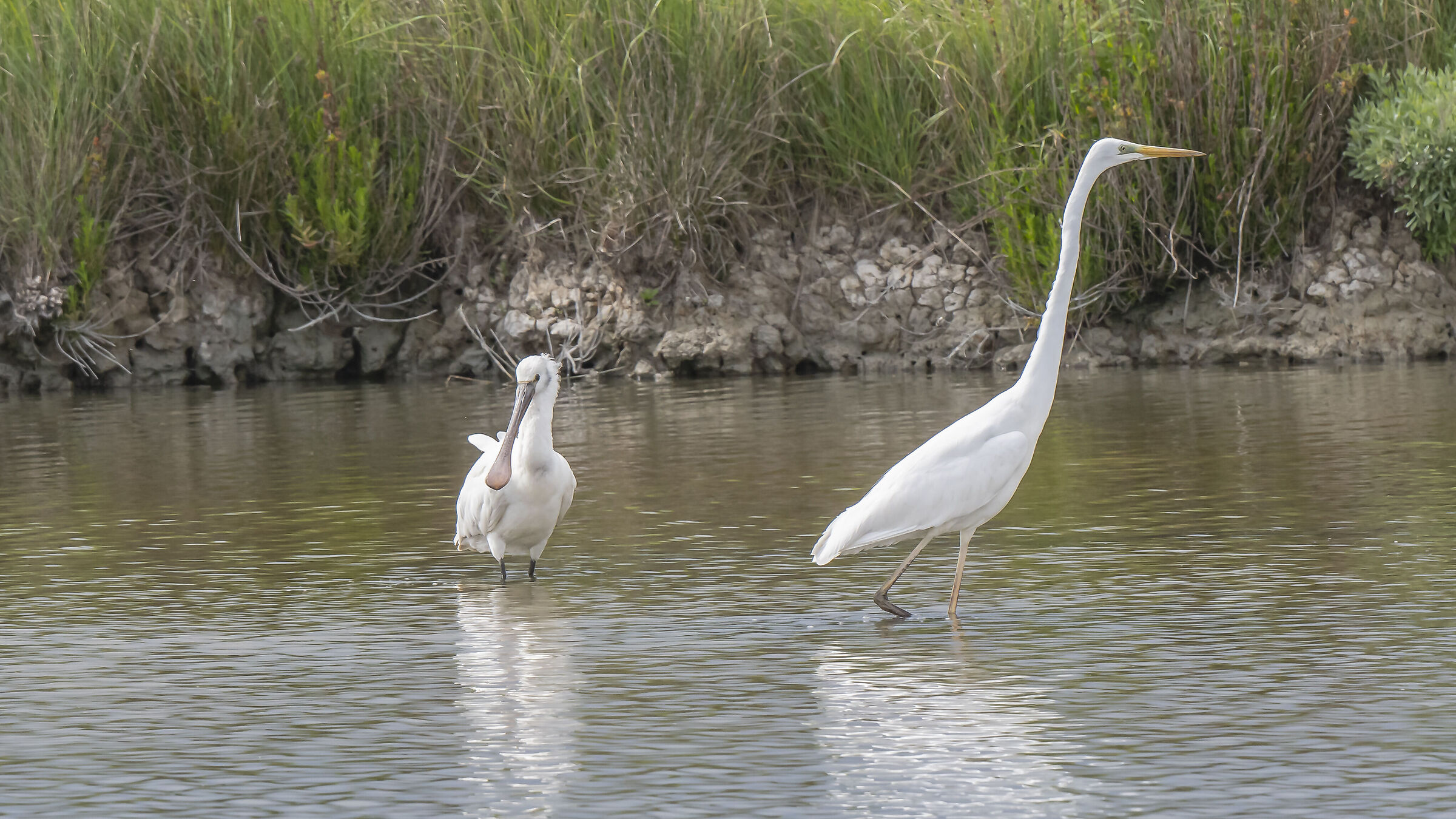 La spatola e l'airone bianco