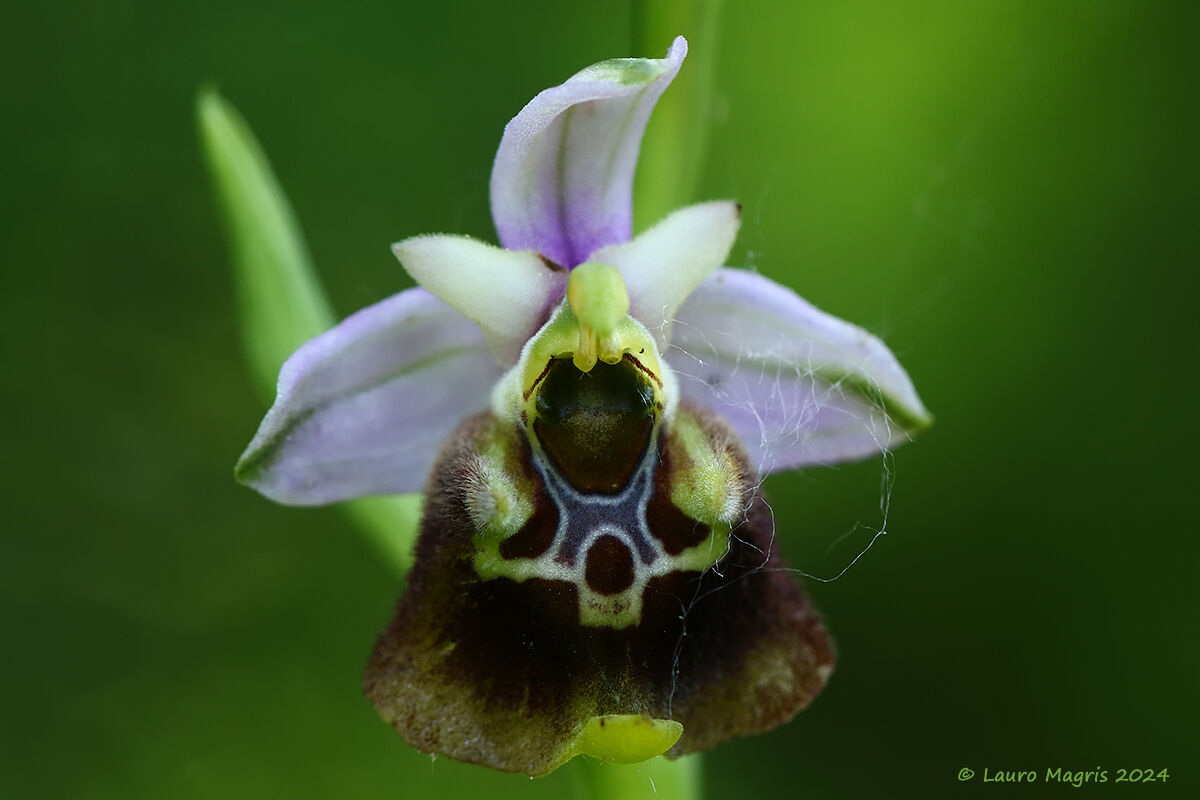 Il fior bombo (Ophrys fuciflora)