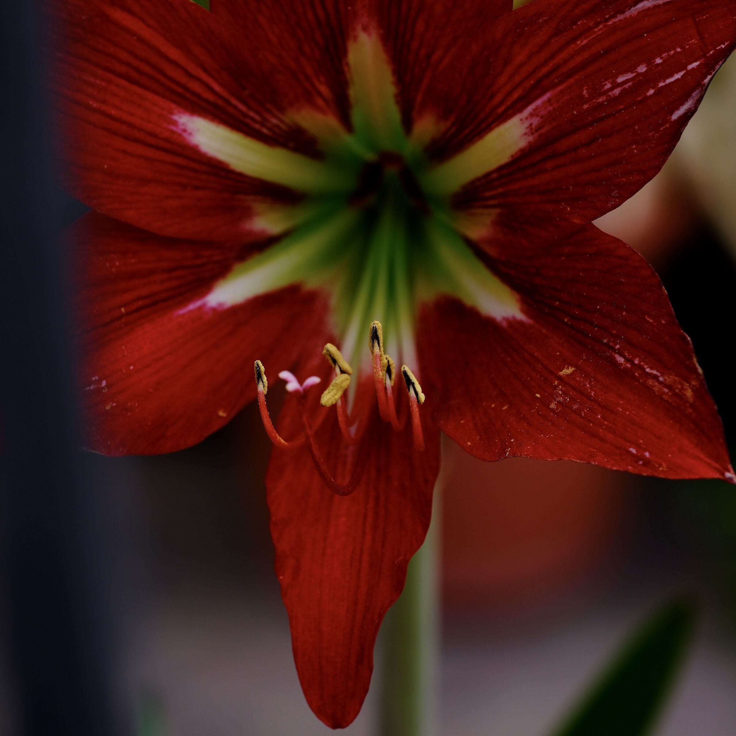 Red Flower