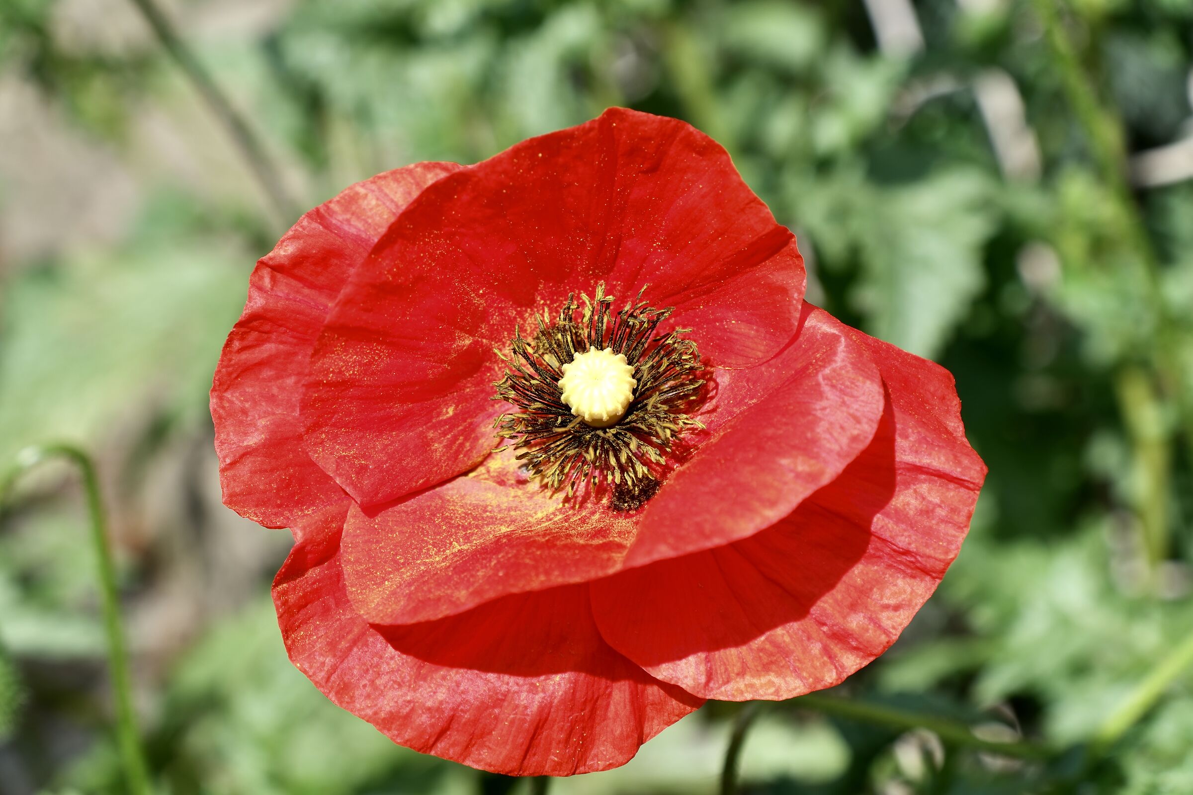 poppy