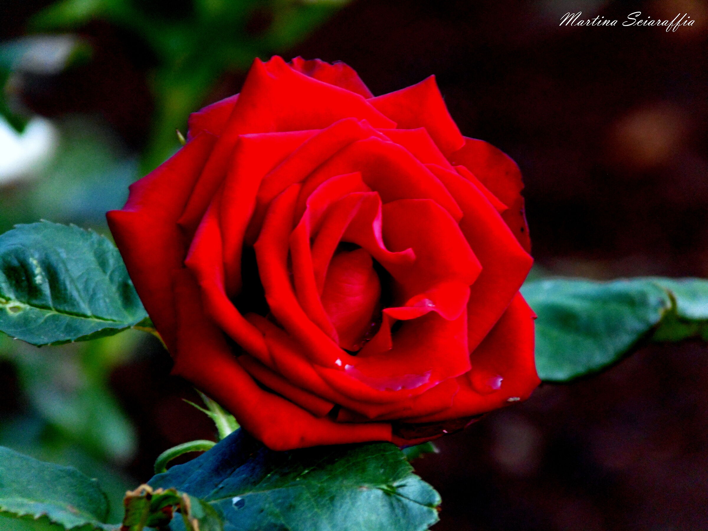 Red Rose For Teee...