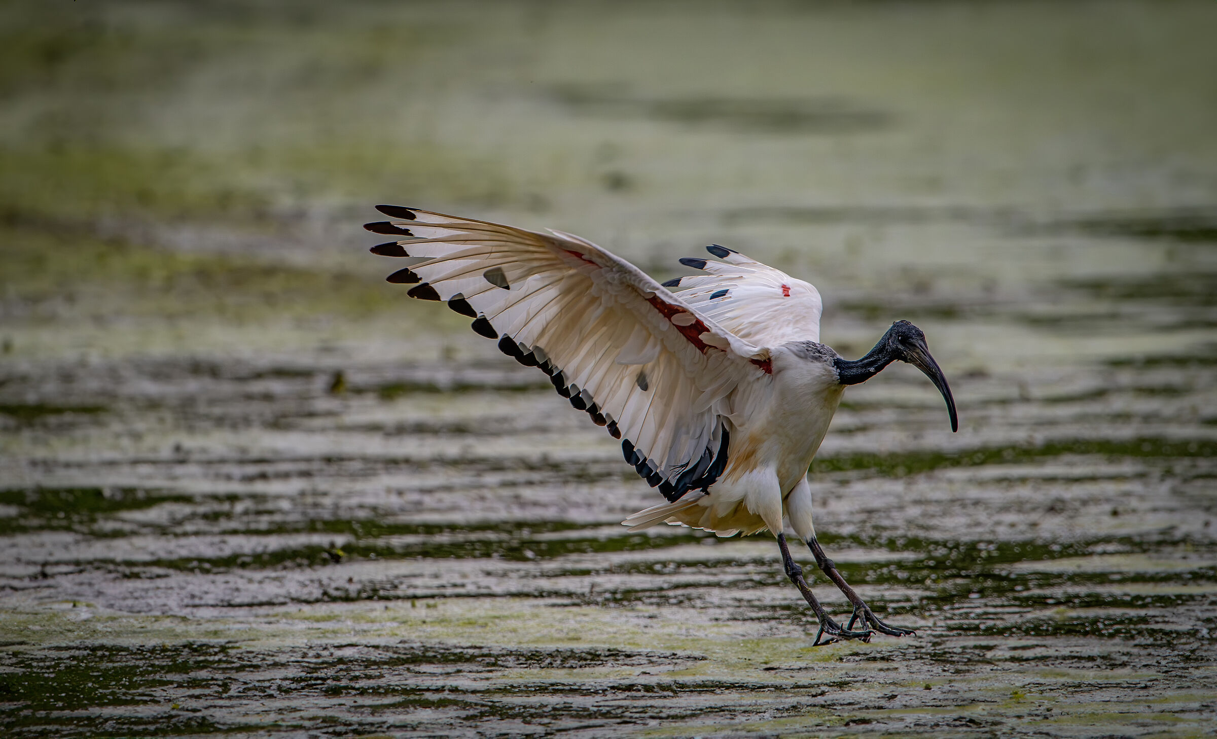 Sacred Ibis